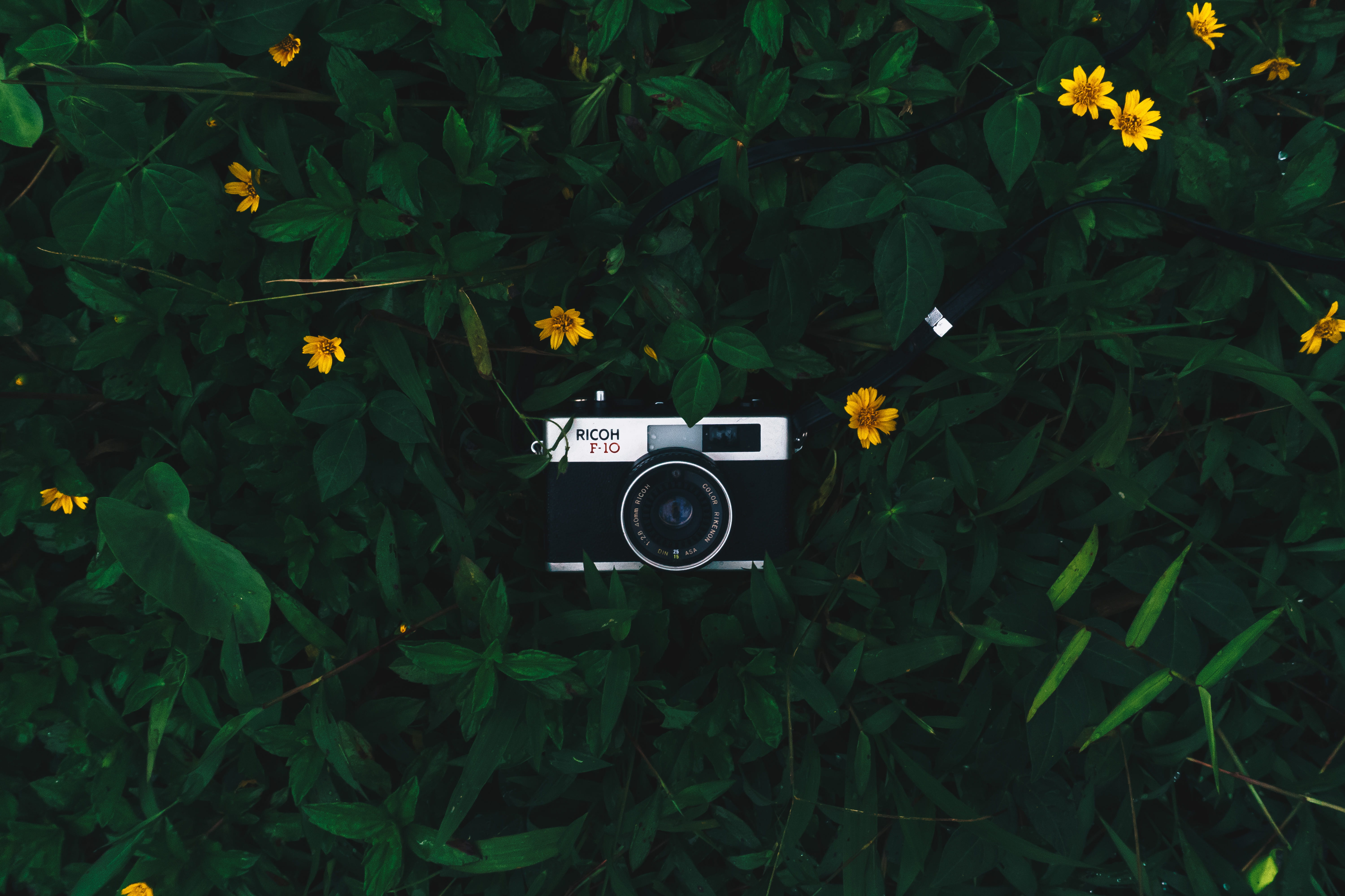 daisy, daisies, camera, 5K, flower head, outdoors, photography themes, technology, no people, grey, photographic equipment, growth, film camera, flat lay, HD Wallpaper