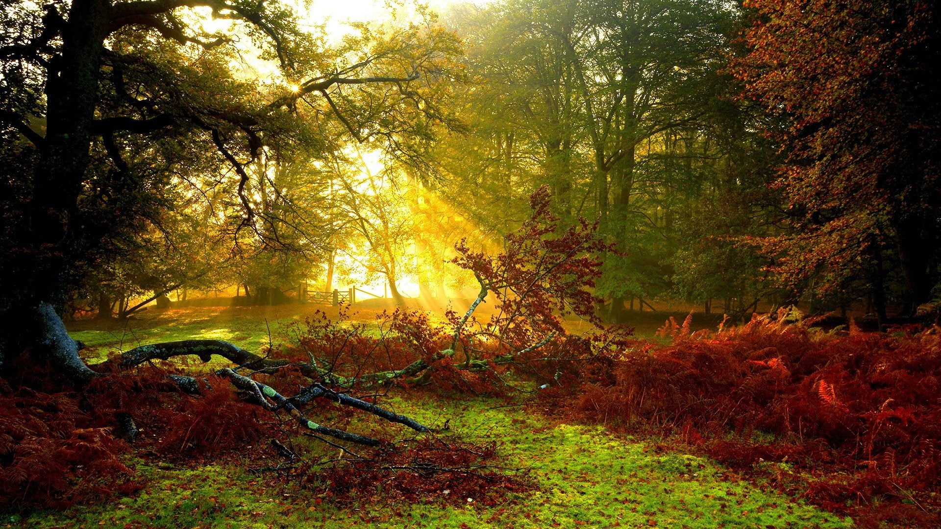 1920x1080 px, rays, art, x, space, Sun Rays, Trees, moons, 1080P, hd, px, sun, nature, HD Wallpaper