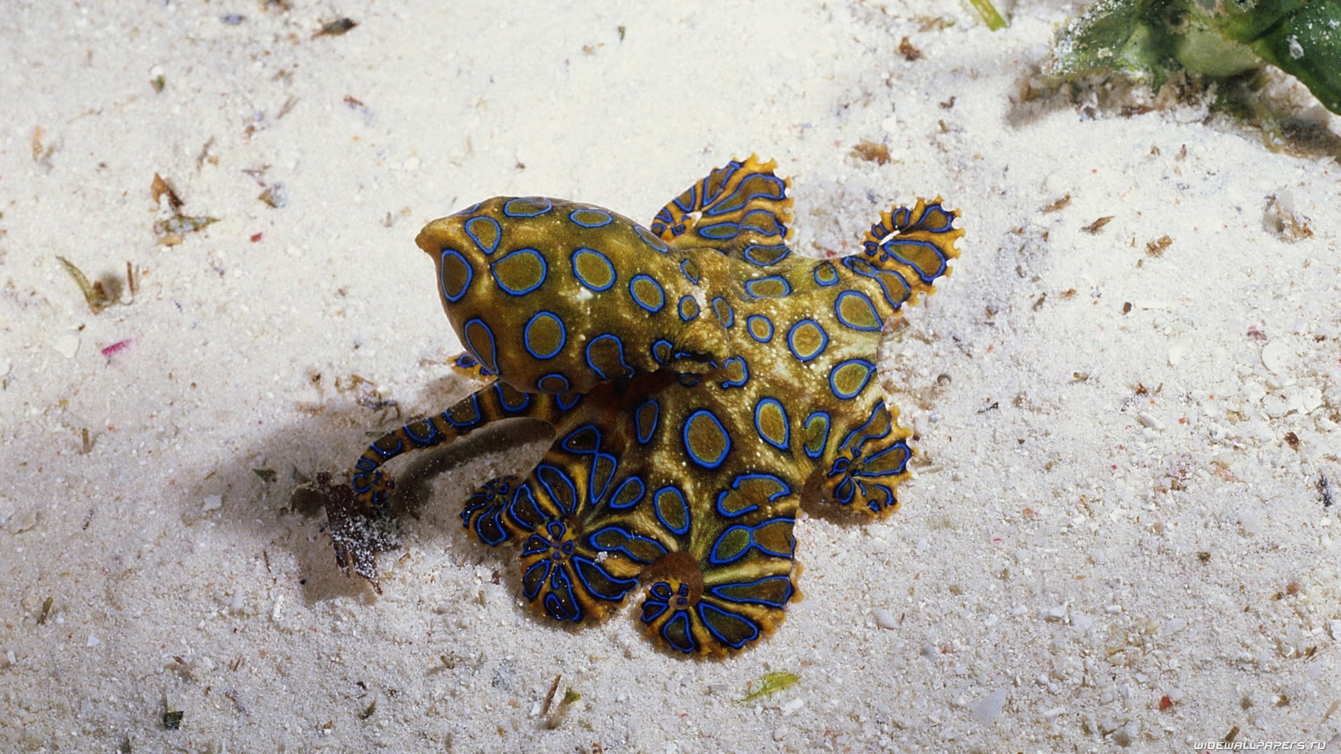 underwater, blue, beauty in nature, one animal, animal themes, ecosystem, no people, water, vertebrate, animal wildlife, land, sand, nature, 1080P, undersea, HD Wallpaper