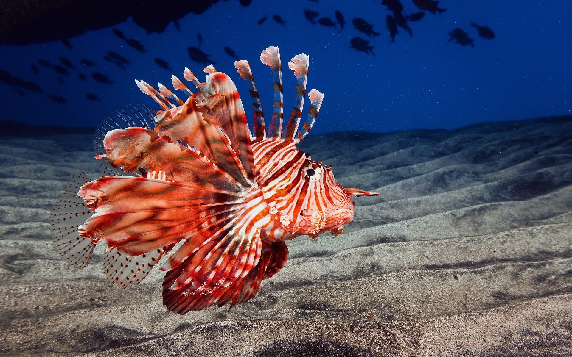 no people, undersea, marine, water, animals, animal wildlife, lionfish, 1080P, poisonous, animal themes, underwater, vertebrate, creature, invertebrate, HD Wallpaper