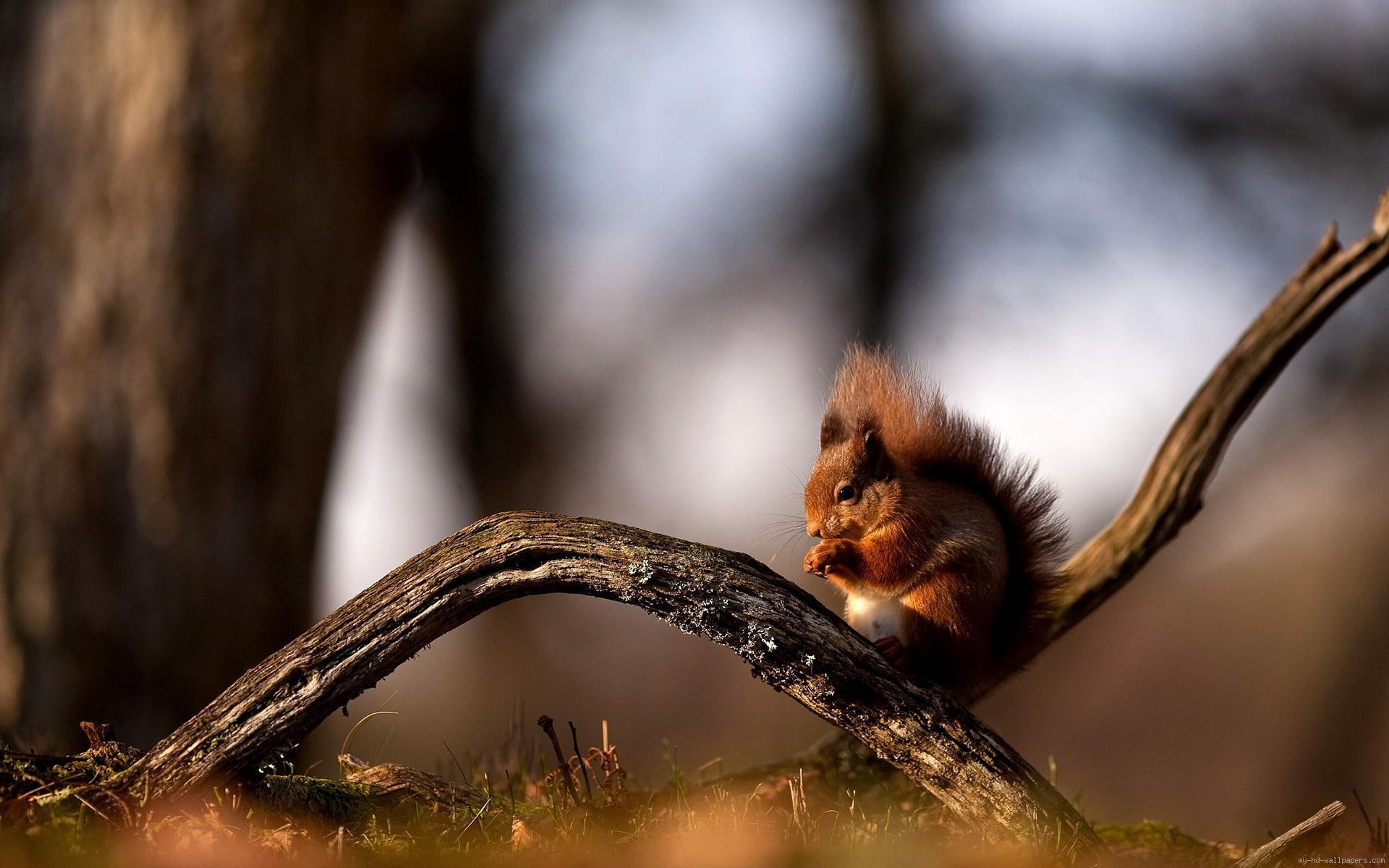 black, squirrel, nibbles, animal, 1080P, brown, HD Wallpaper