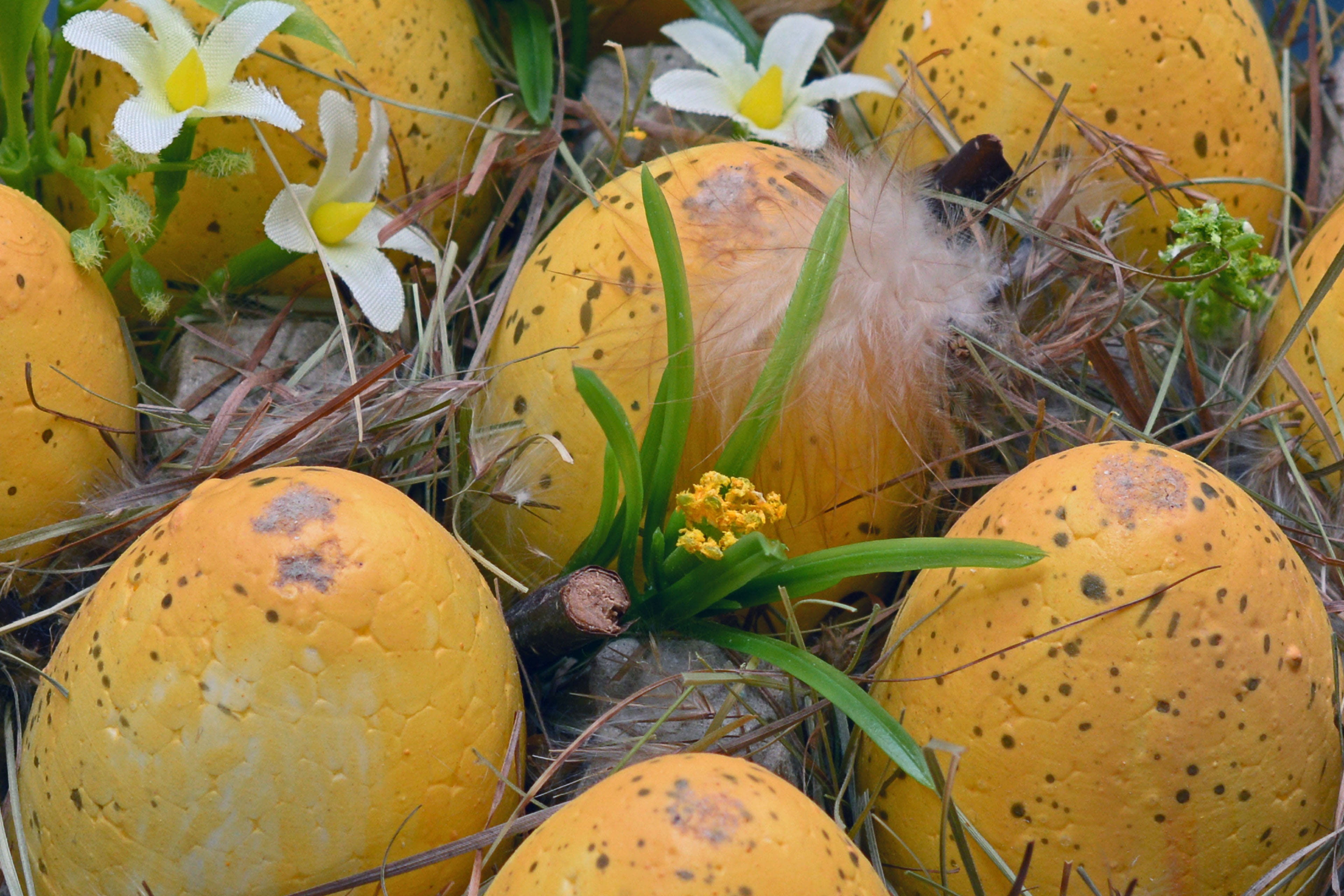 seven, flower, painted, easter decorations, pumpkin, freshness, ground, cultures, high angle view, basket, feather, colorful eggs, yellow, season, healthy eating, HD Wallpaper