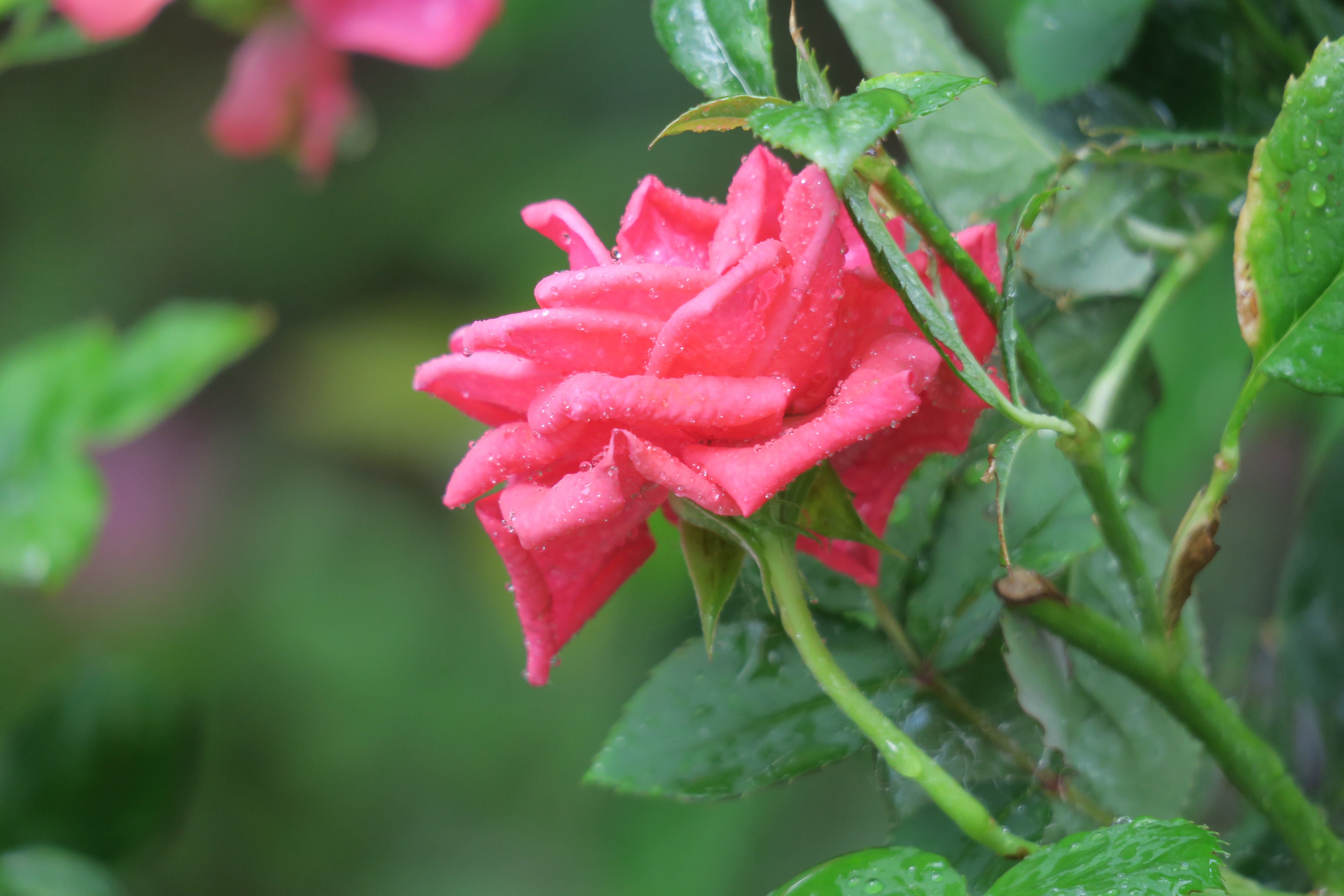 leaf, flower head, love, hong kong, outdoors, close-up, petal, nature, beauty in nature, plant, green color, touching, wins eye, red, fragility, have thorns, HD Wallpaper