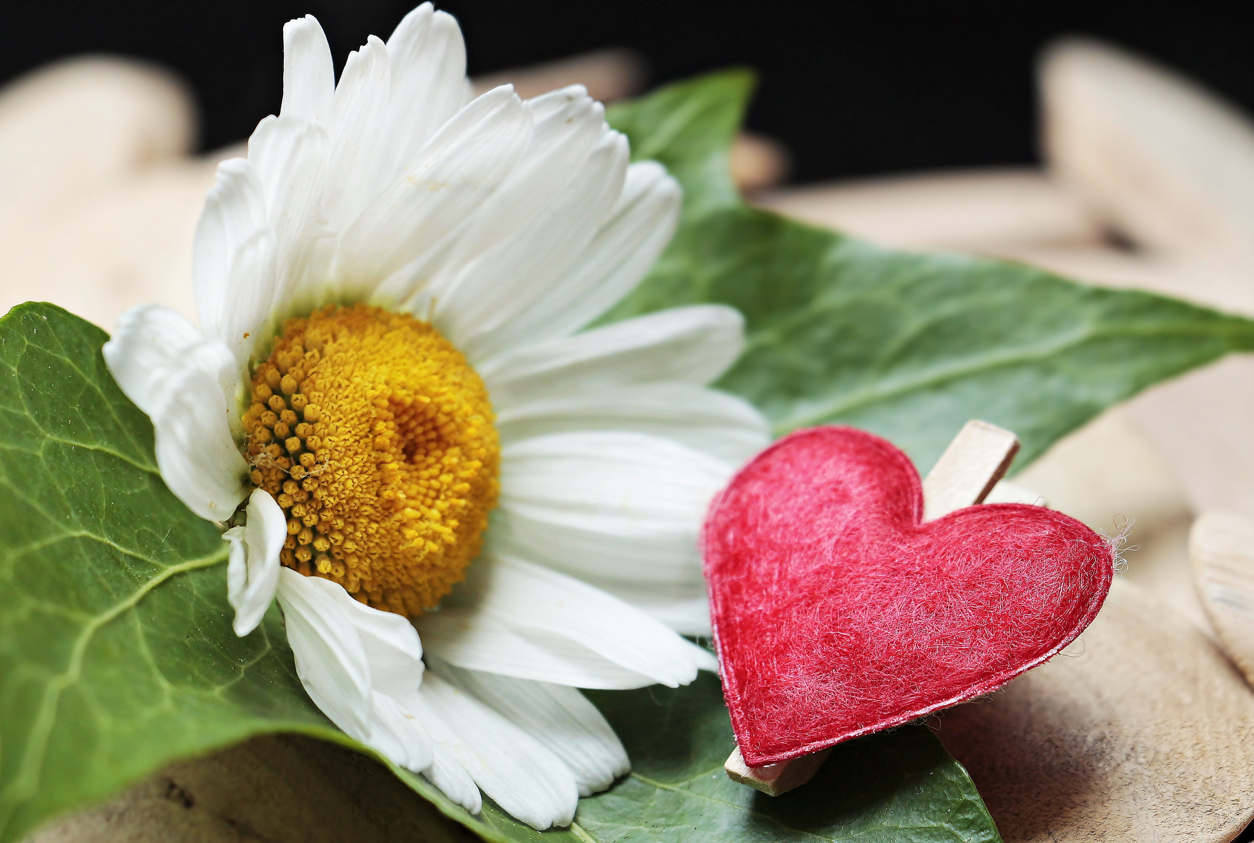 heart clip, relationship, close-up, photo, daisy flower, white color, valentines day - holiday, affection, petal, flowering plant, map, leaf, no people, HD Wallpaper