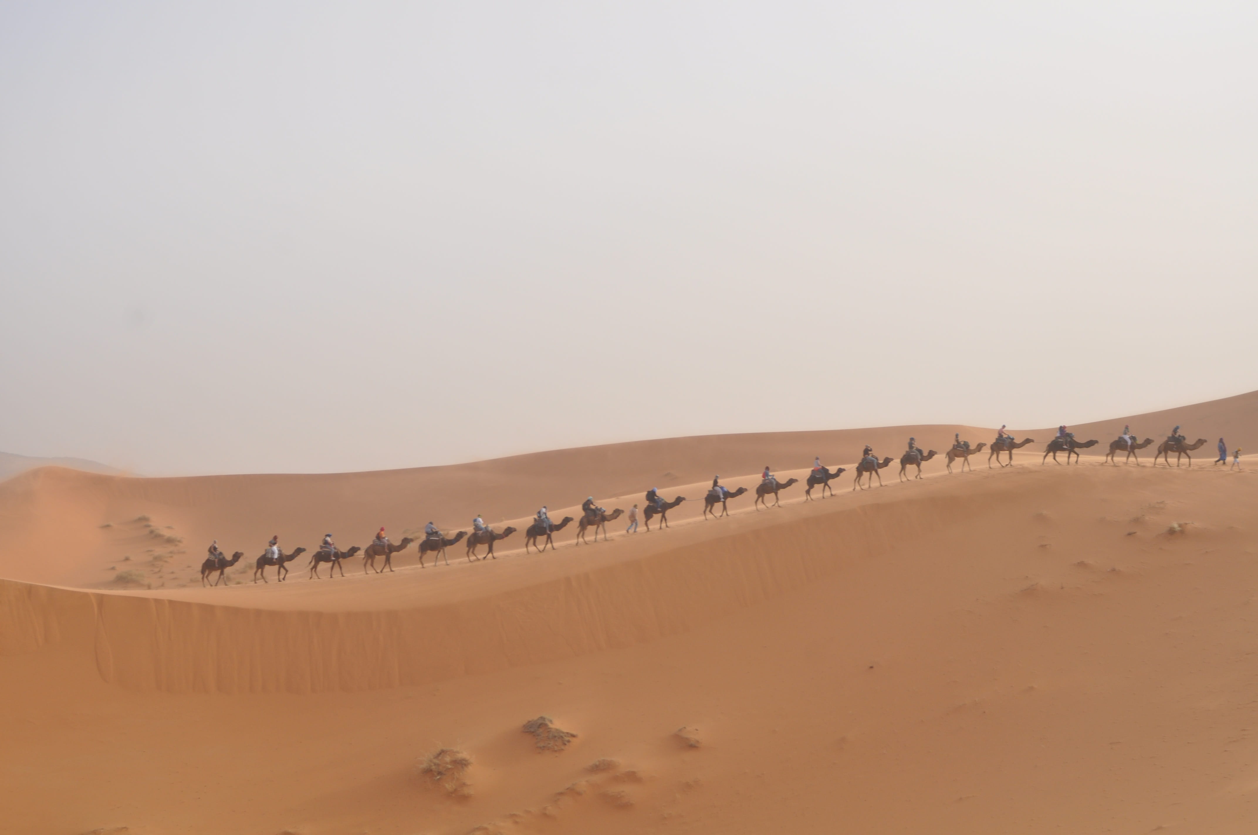 large group of people, clear sky, real people, group of people, sky, sand Dune, camel, large group of animals, animal wildlife, 4K, scenics - nature, non-urban scene, HD Wallpaper