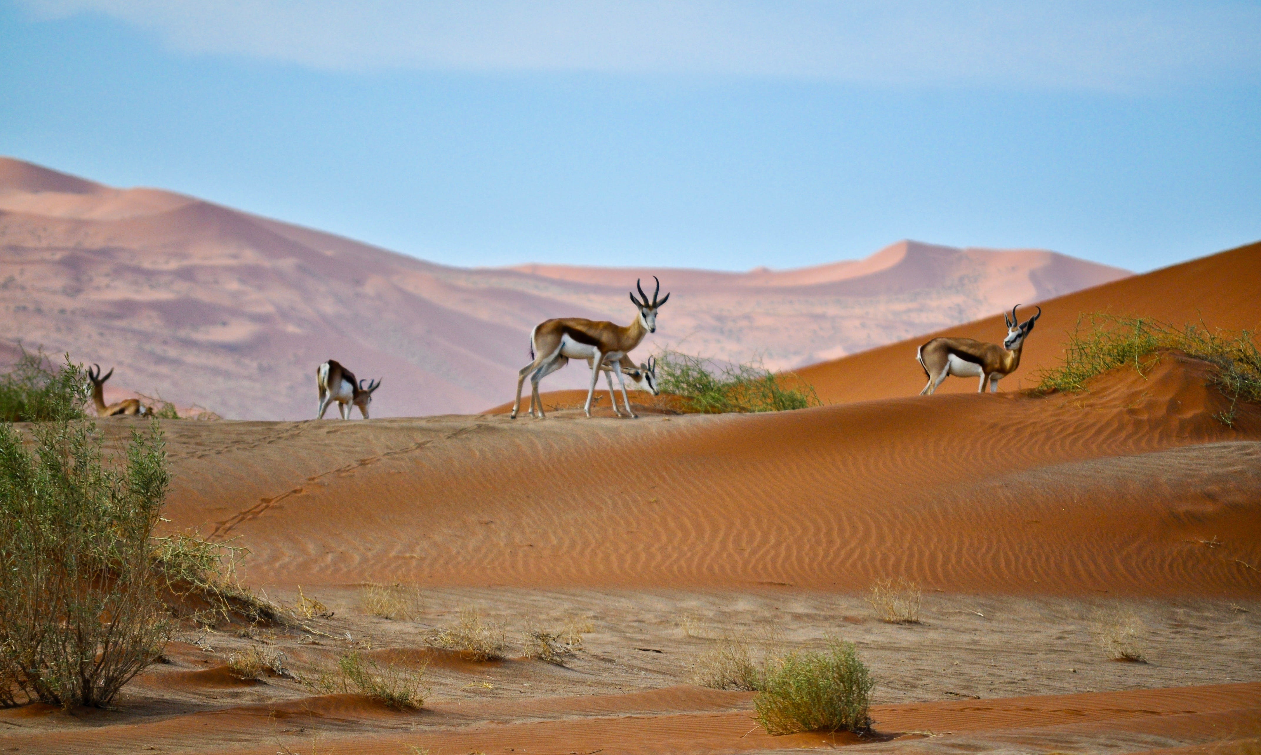 dry, mountain, safari Animals, shrub, dessert, animals In The Wild, daytime, domestic animals, animal wildlife, travel Locations, africa, no people, climate, HD Wallpaper