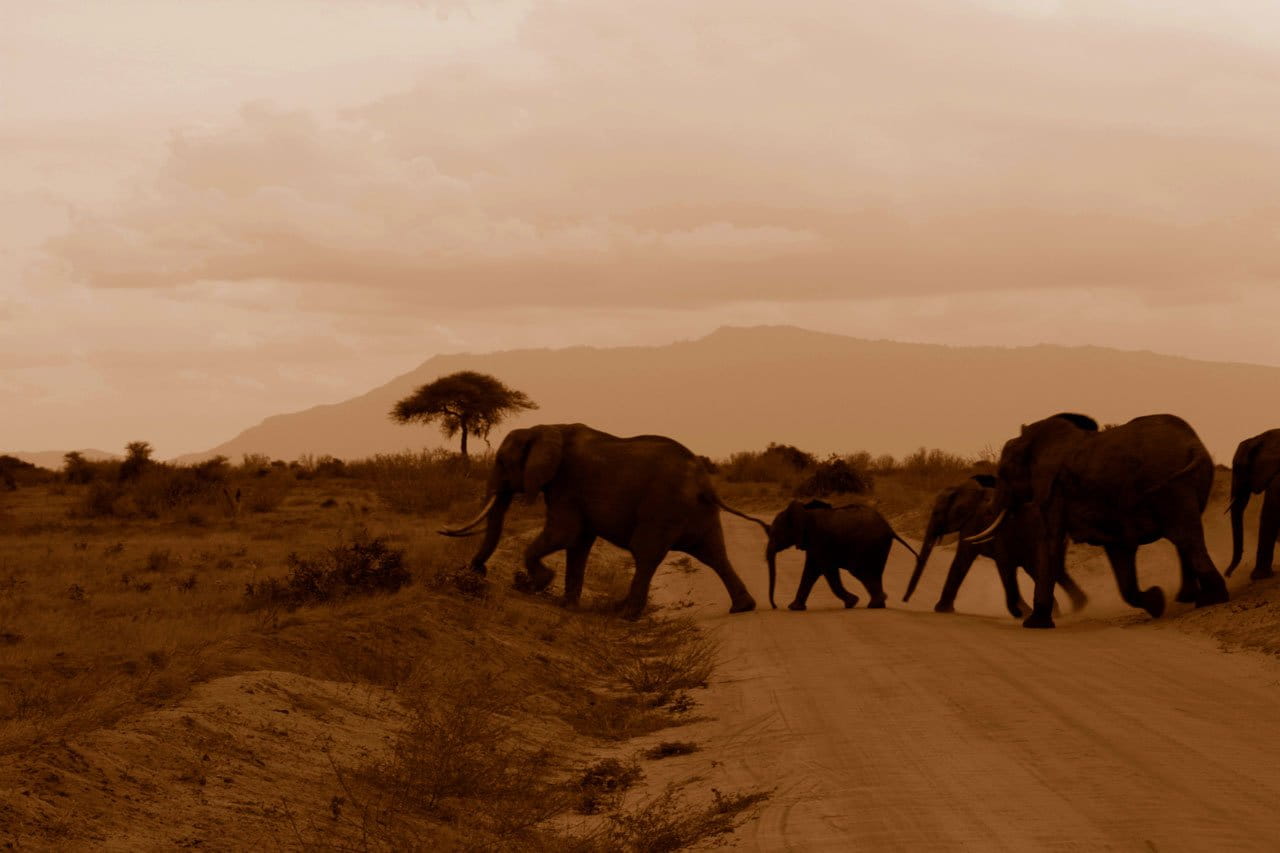 landscape, environment, livestock, vertebrate, outdoors, baby, explore, domestic animals, five, kenya, animals In The Wild, safari, walking, daytime, group Of Animals, HD Wallpaper