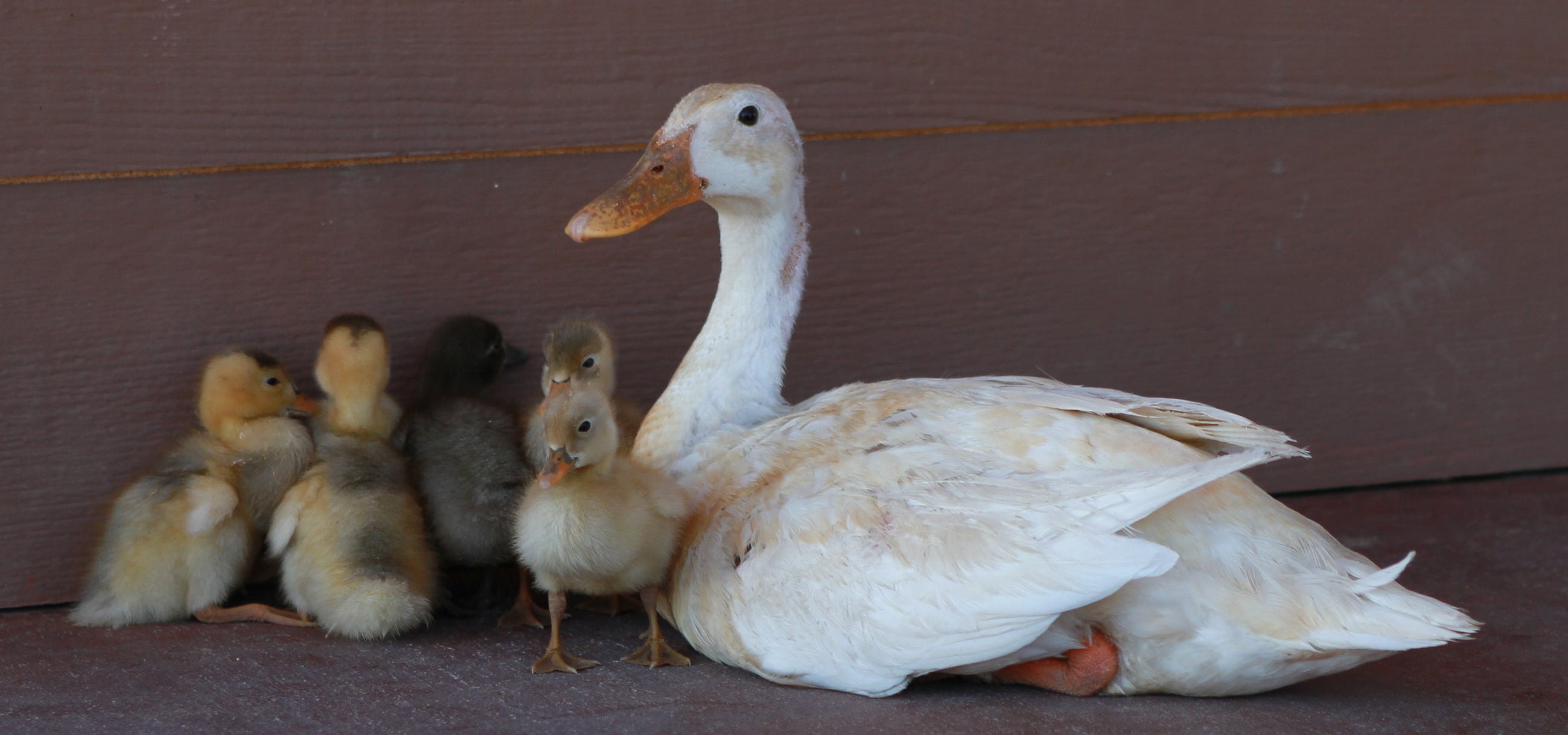 farm, little, animal family, babies, fowl, child, yellow, nature, water, group of animals, chicks, fun, girl, day, no people, animal wildlife, cute, spring, HD Wallpaper