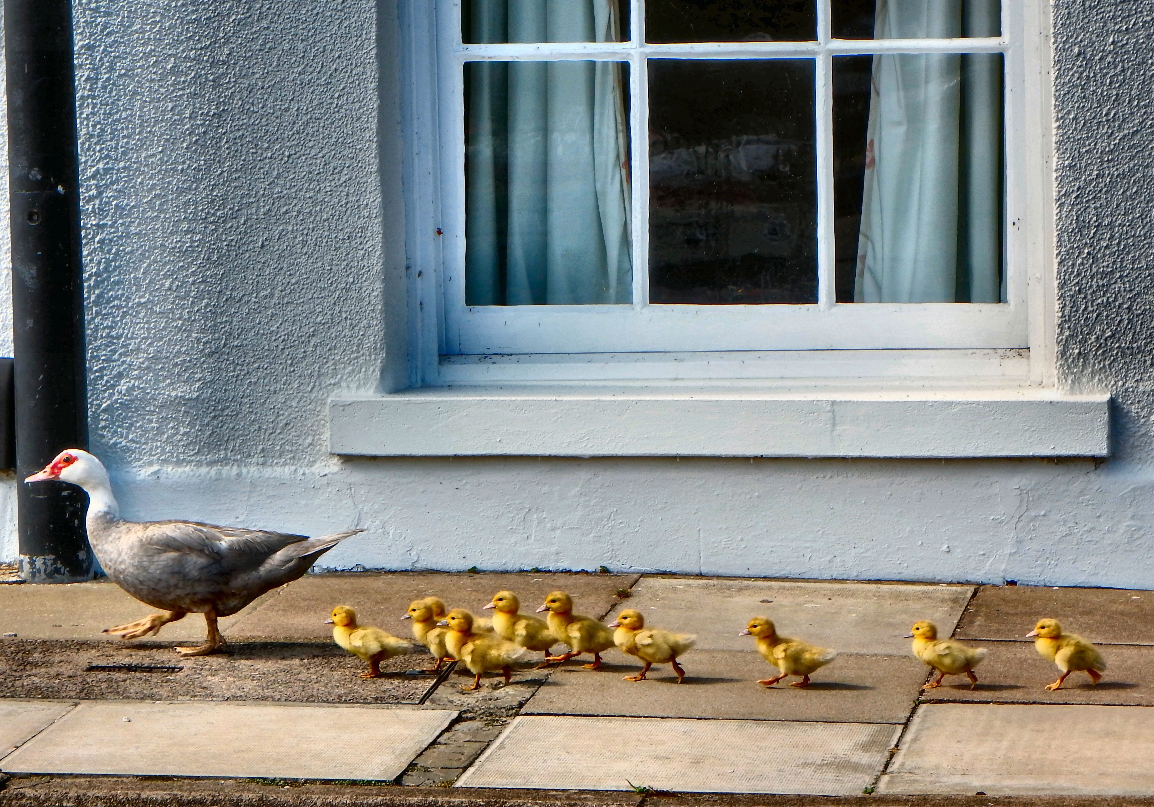 walking, young animal, outdoors, architecture, window, pets, mother, no people, small, duck, mallard, ducks, animal themes, nature, livestock, group of animals, HD Wallpaper