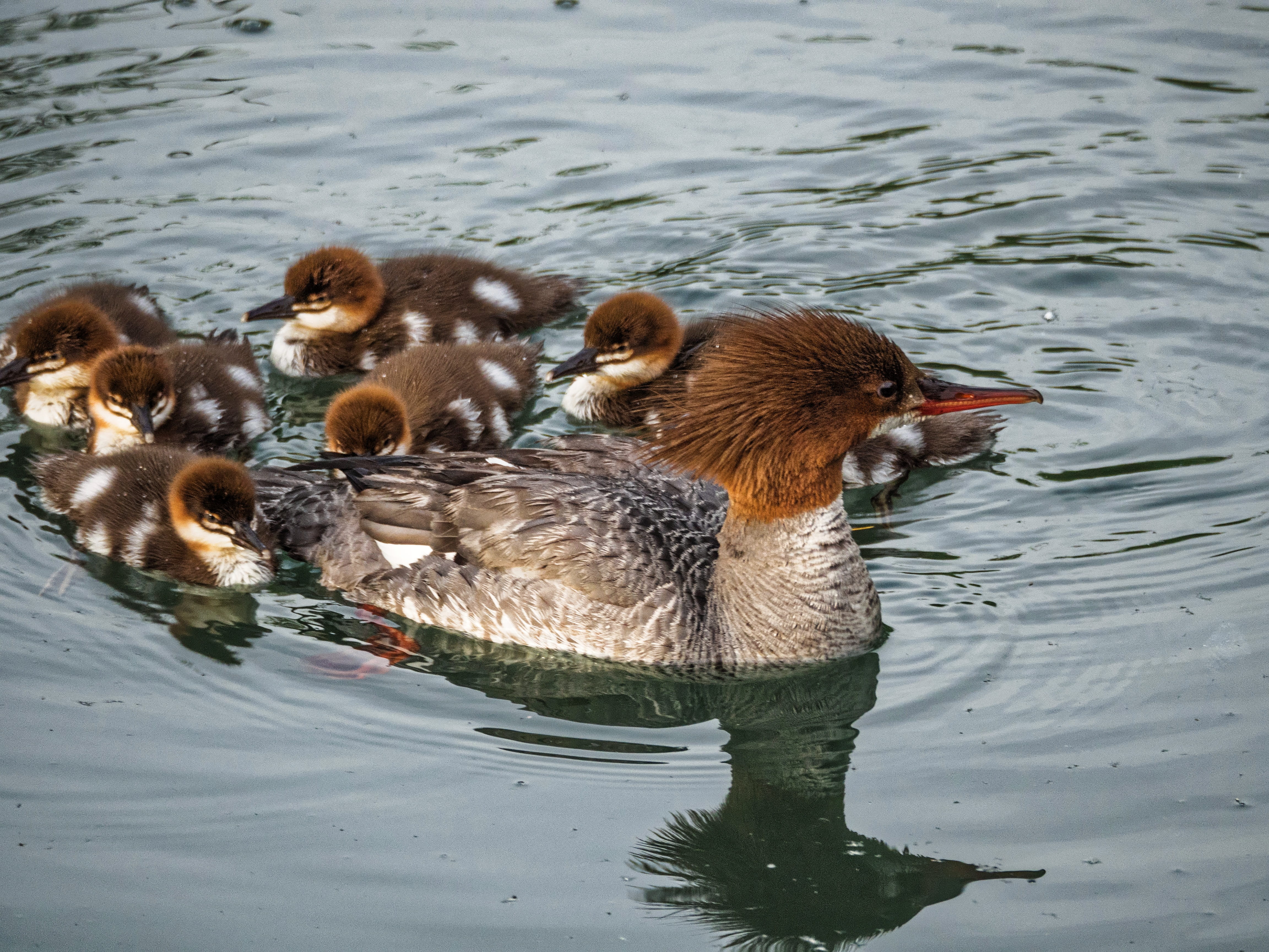 ducks, beak, lake, high angle view, flock of birds, duckling, baby ducks, float, group of animals, swimming, nature, no people, animal themes, gosling, HD Wallpaper