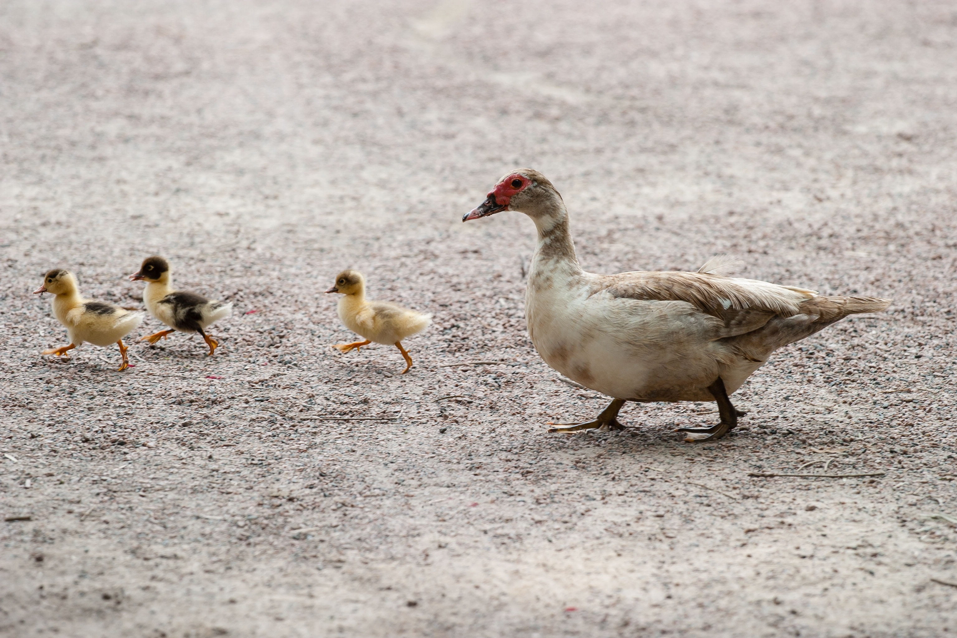 wilderness, wings, no people, nature, animal family, group of animals, medium group of animals, bird, avian, three, vertebrate, young bird, duckling, wild, HD Wallpaper