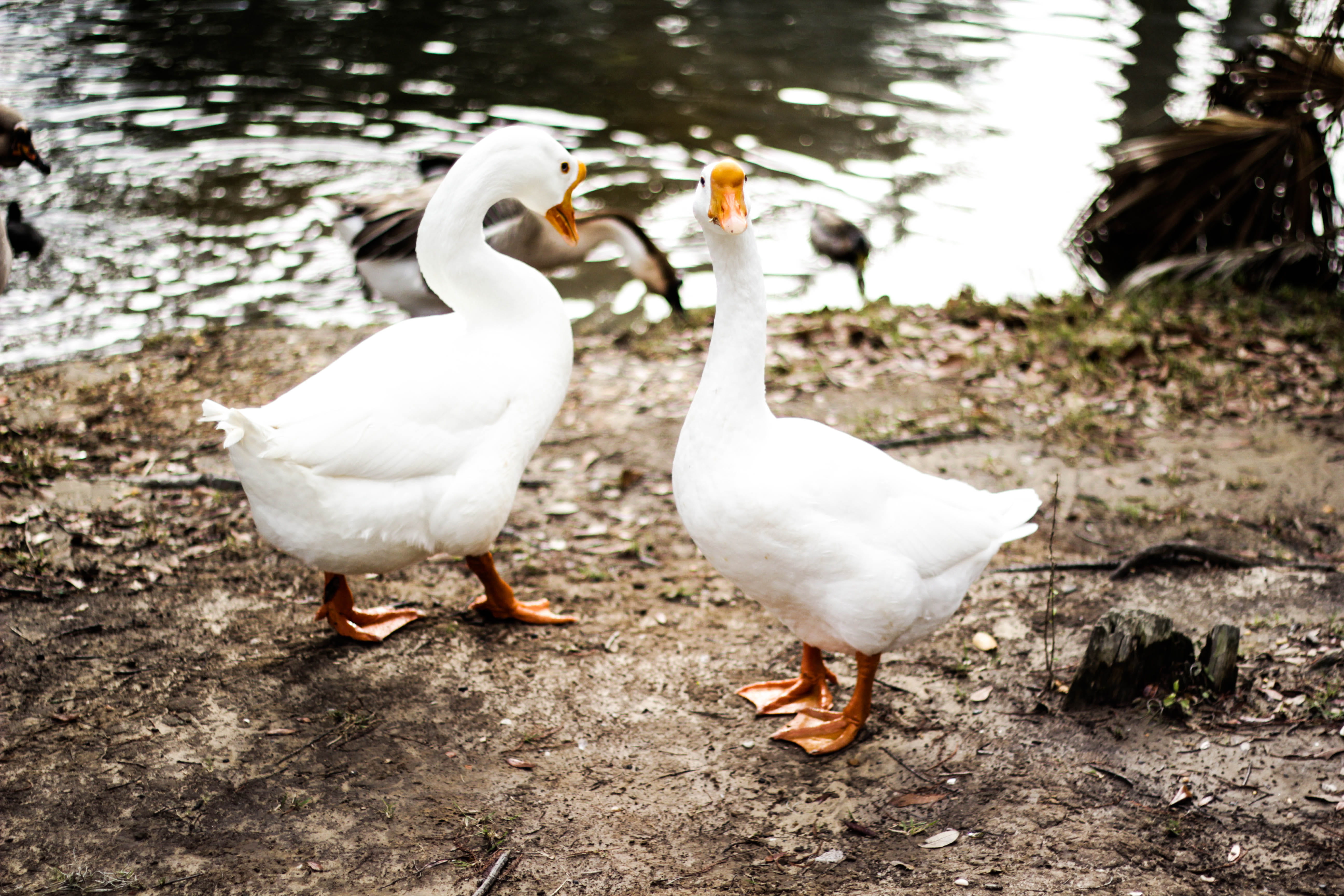 animal wildlife, no people, daytime, duck, group of animals, animal family, brown, lake, ducks, land, togetherness, stand, white color, outdoors, geese, HD Wallpaper