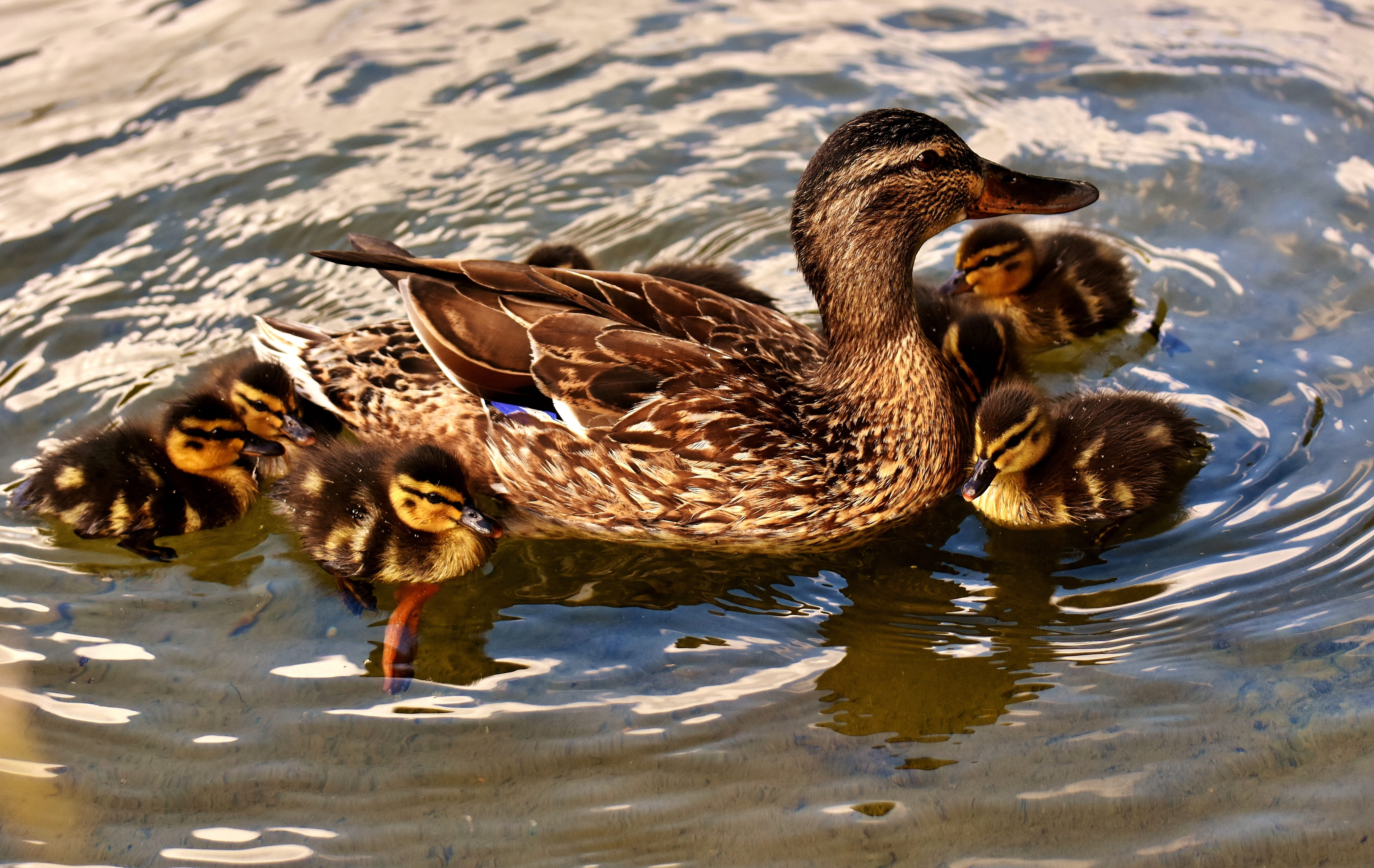 animals in the wild, two animals, sweet, animal portrait, near, funny, no people, wildlife photography, day, small, baby, animal themes, swim, vertebrate, HD Wallpaper