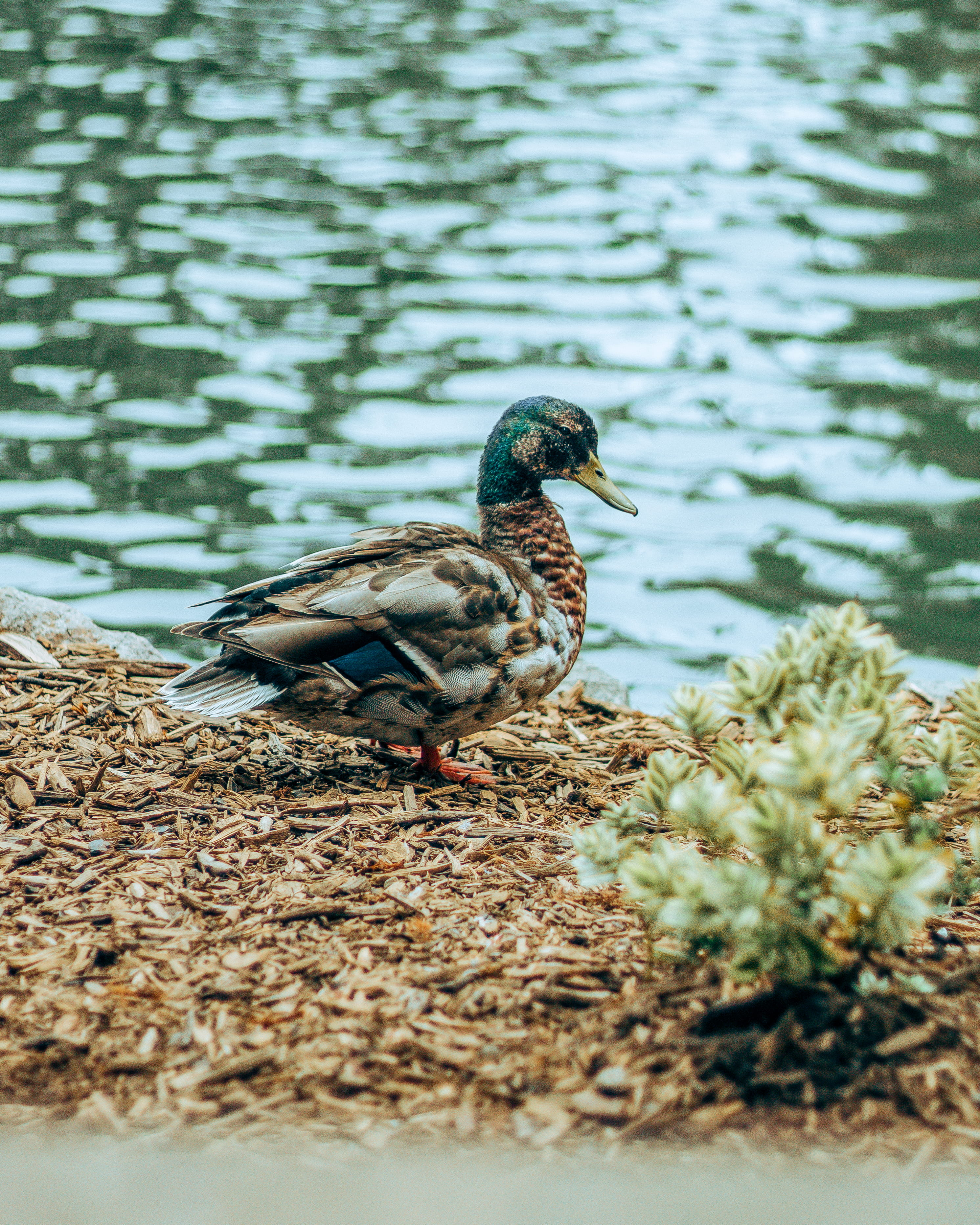 animal, hd, plant, poultry, water, sparrow, day, no people, quality, white, photography, vertebrate, lake, wild, beak, river, duck, birds, mallard duck, Phone HD Wallpaper