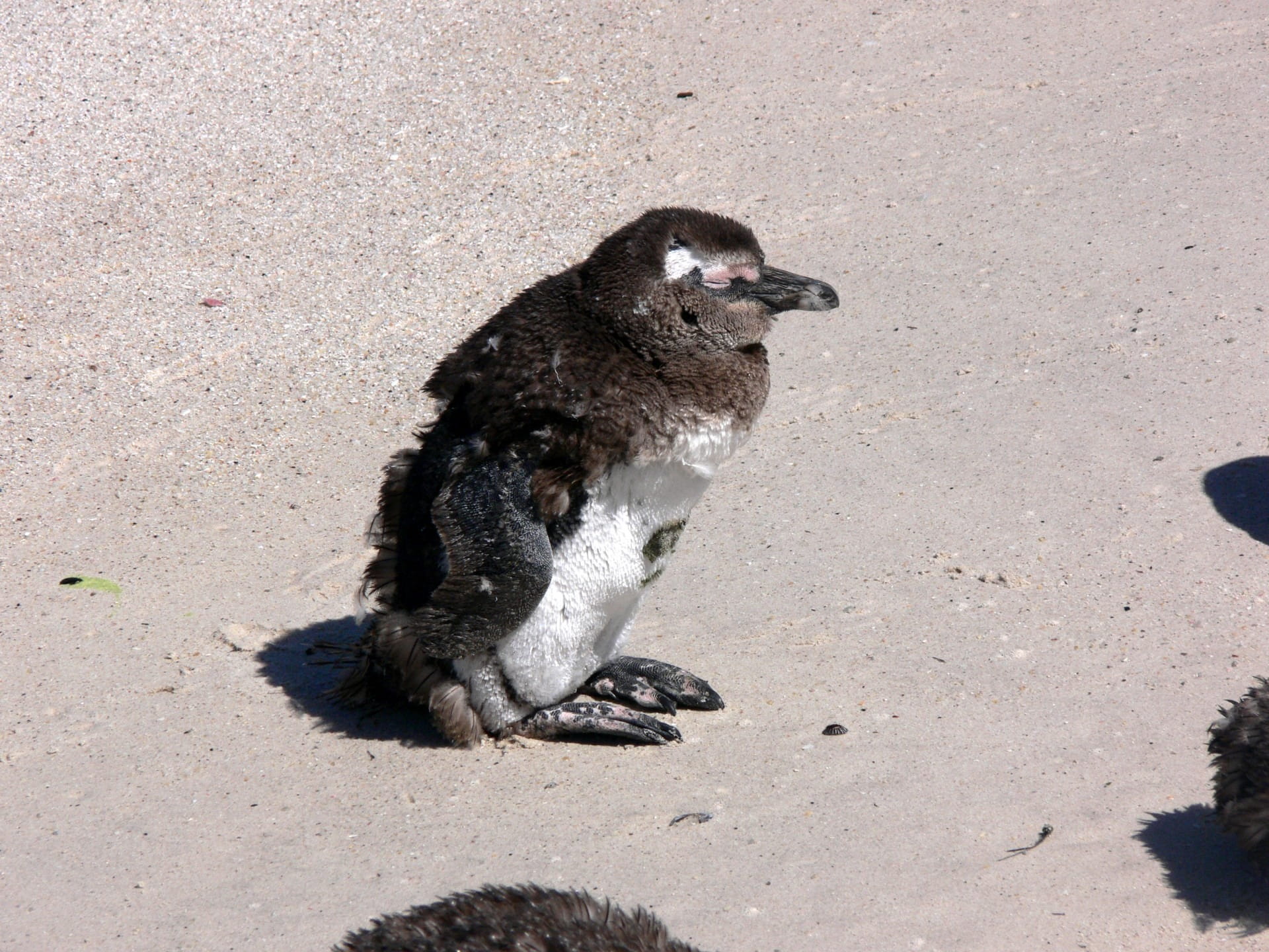 environment, dom, animal, flightless, vertebrate, sand, bird, one animal, Beach, high angle view, land, no people, beak, antarctica, zoology, wilderness, HD Wallpaper