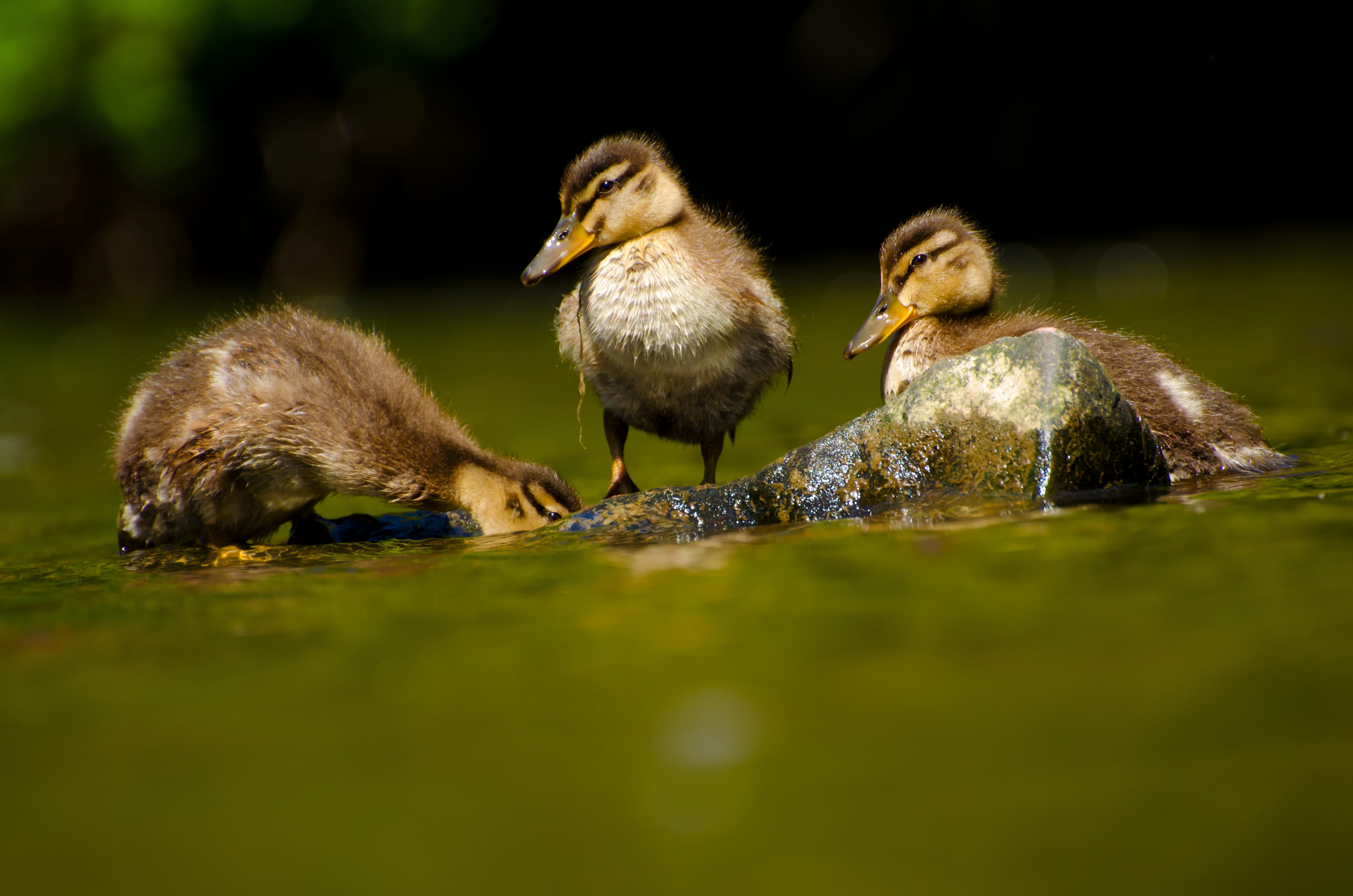 lily, zoology, warm-blooded, head, anatidae, young bird, gosling, no people, wild, spring, young animal, fowl, beak, group of animals, animal family, nature, HD Wallpaper