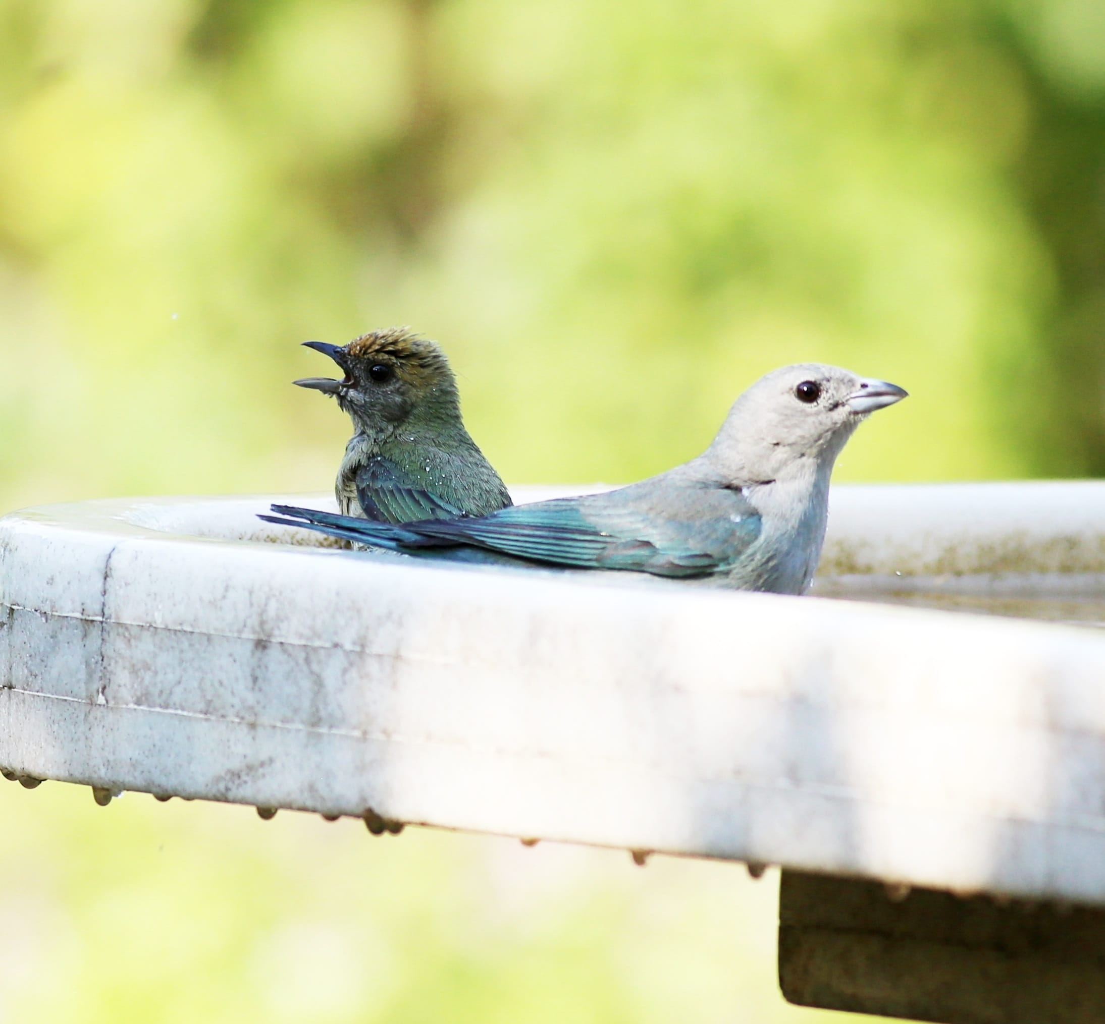 animal, green color, day, savages, perching, no people, azure grey, side view, Birds, Group, selective focus, 1080P, outdoors, nature, animal wildlife, HD Wallpaper