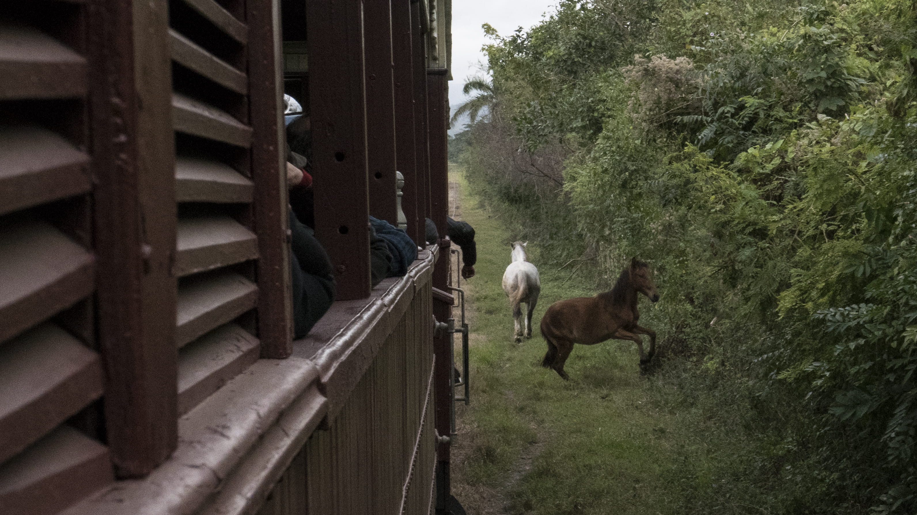 pets, manaca iznaga, train, day, old train, built structure, mammal, cuba, animal, forest, wood - material, two animals, no people, railway, animal wildlife, HD Wallpaper