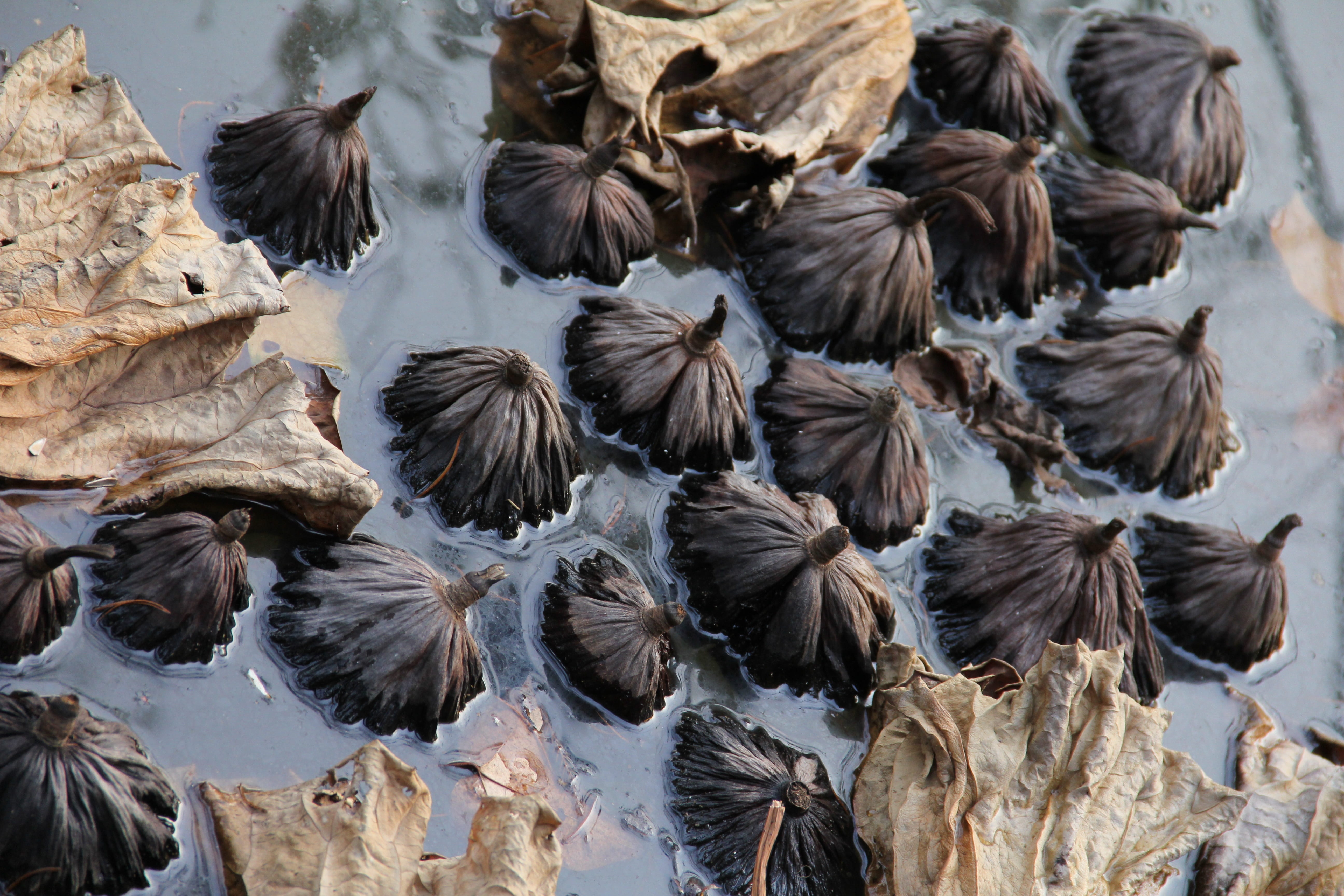 food, water, day, food and drink, vertebrate, savage lotus, large group of animals, nature, animal wildlife, animal, flock of birds, animals in the wild, HD Wallpaper
