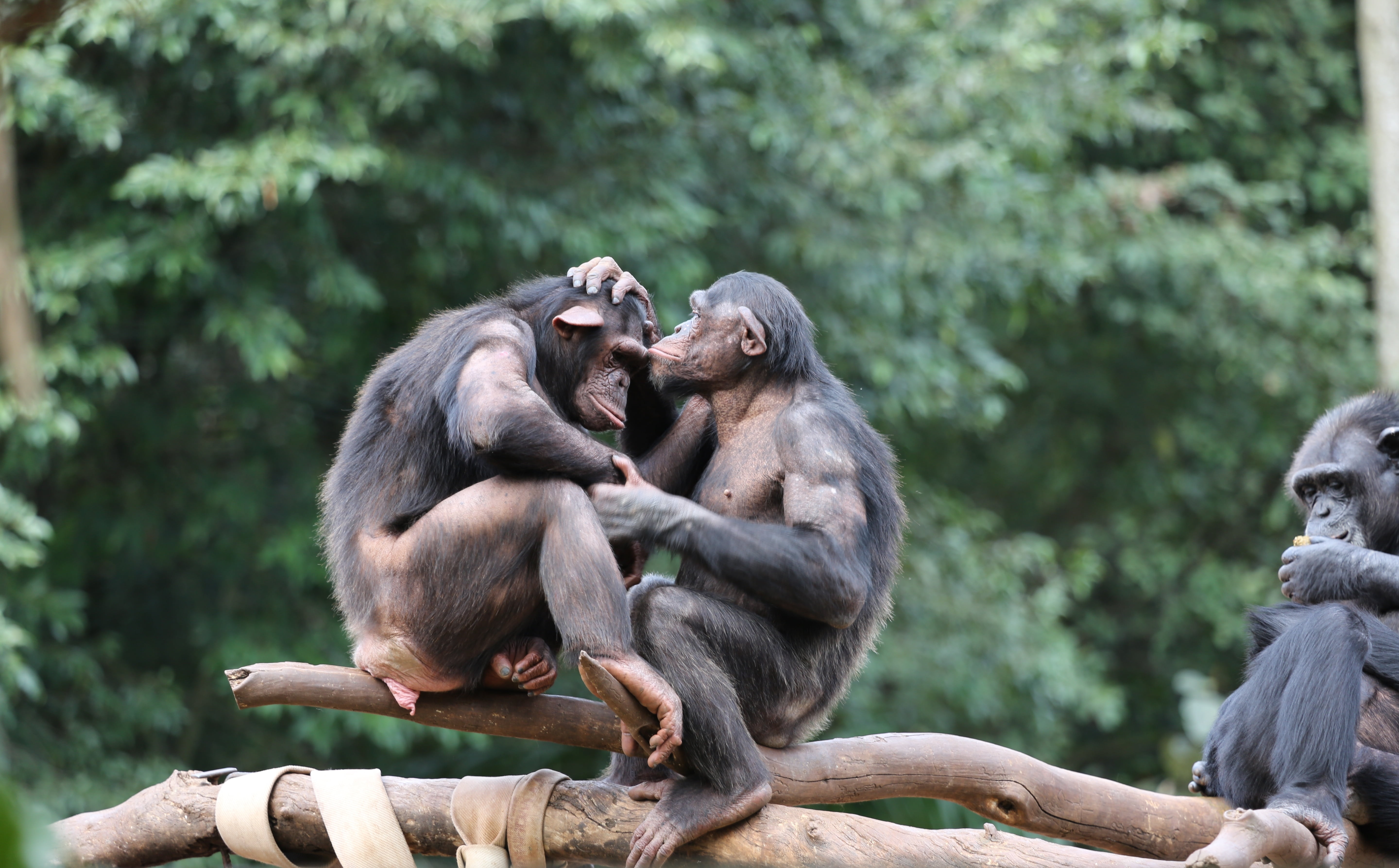 5K, tree, animal wildlife, mammal, animals in the wild, monkeys, vertebrate, affection, no people, family, day, zoo, nature, ape, young animal, forest, HD Wallpaper