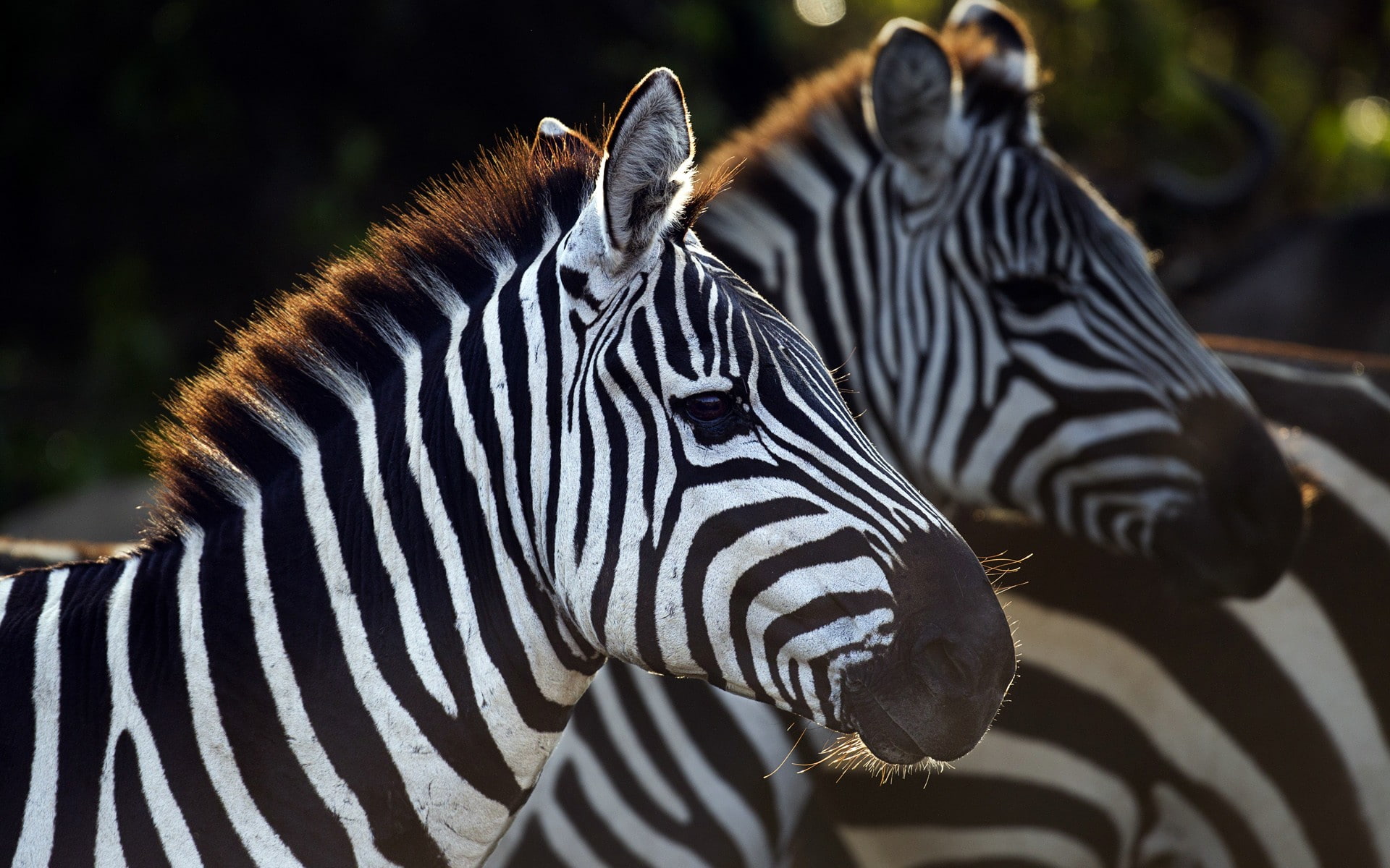 wild, life, savage, 1080P, african, animals, HD Wallpaper