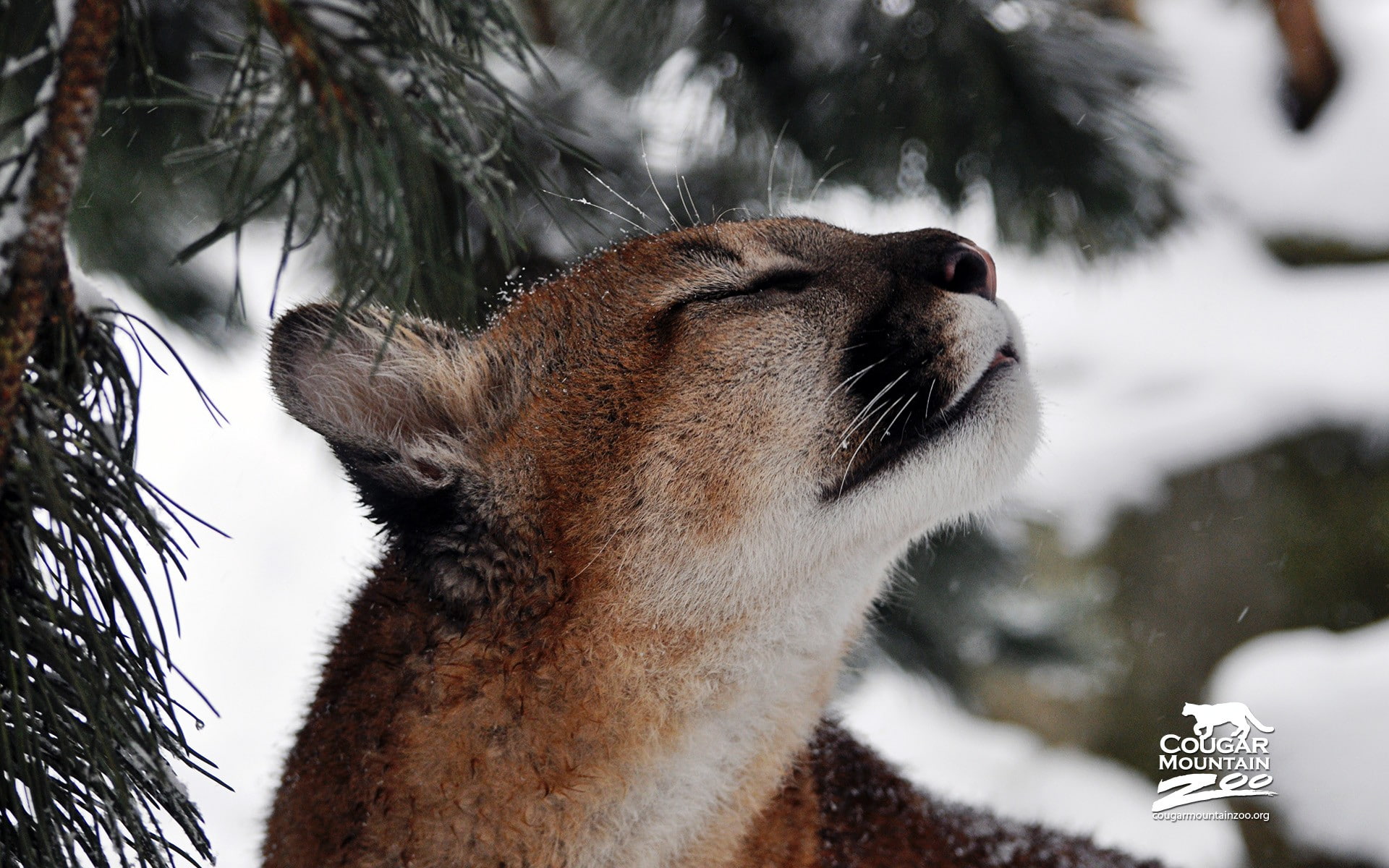 life, wild, 1080P, savage, african, animals, cougars, HD Wallpaper