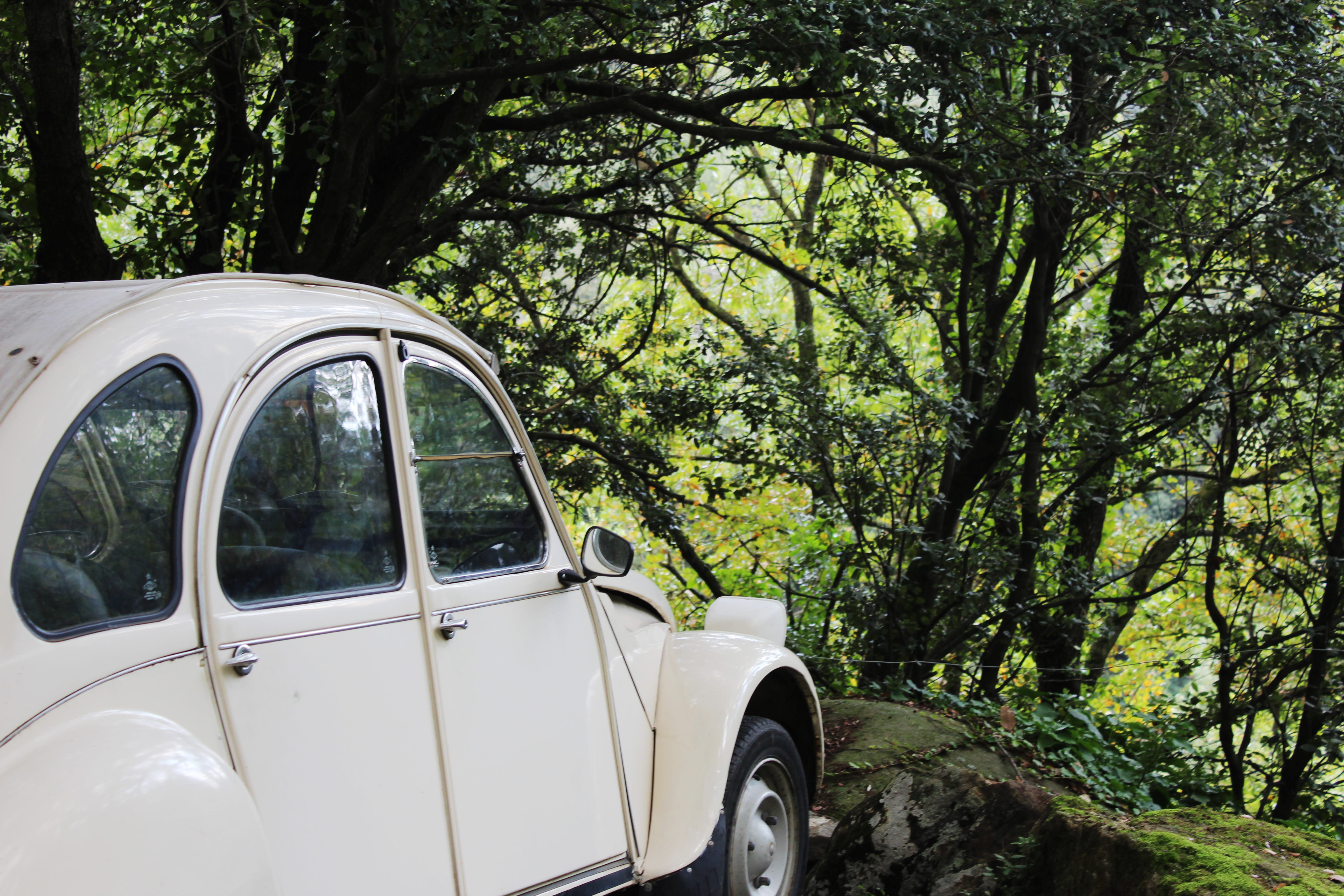 van, land, day, old timer, forest, wood, plant, white car, trees, mode of transportation, 5K, car, automobile, automoible, travel, motor vehicle, forrest, HD Wallpaper