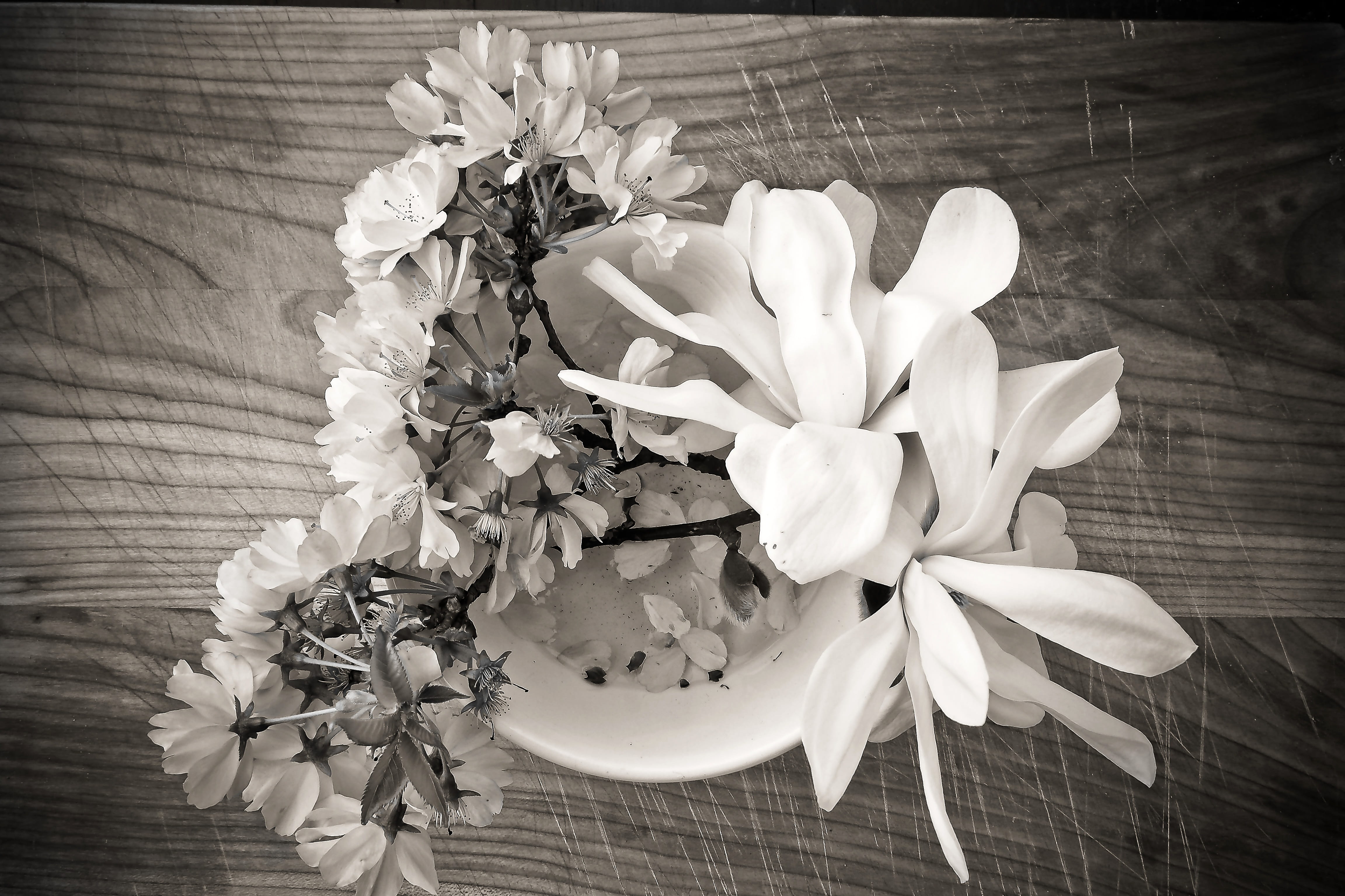 white color, pollen, wood - material, blossom, 4K, indoors, inflorescence, table, no people, plant, country house, beauty in nature, still life, on wood, HD Wallpaper