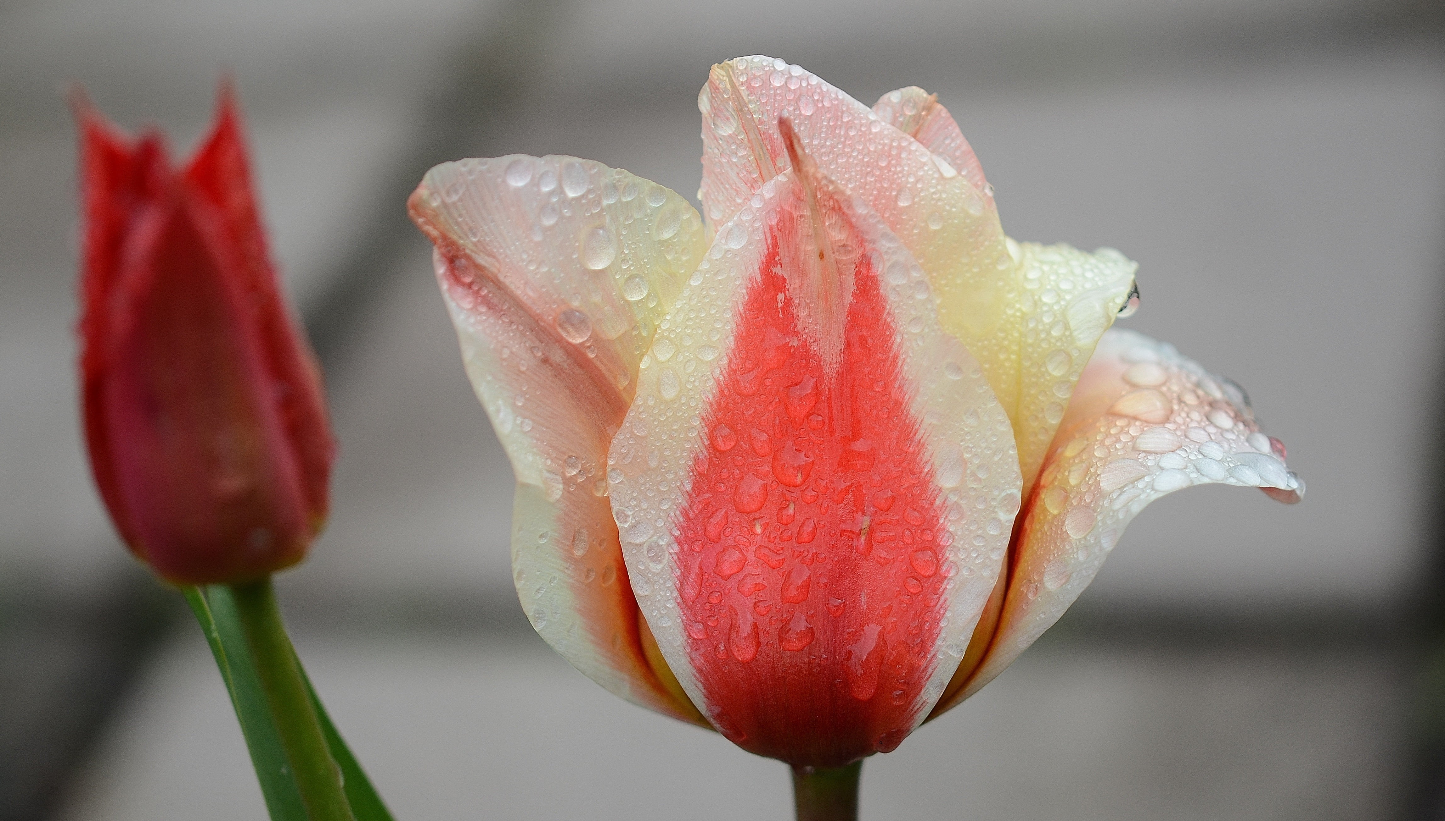 flower Head, flora, tulips, spring, green, beauty In Nature, dew, flowers, dews, nature, natural, freshness, lily, drop, fragility, leaf, tulip, purity, HD Wallpaper