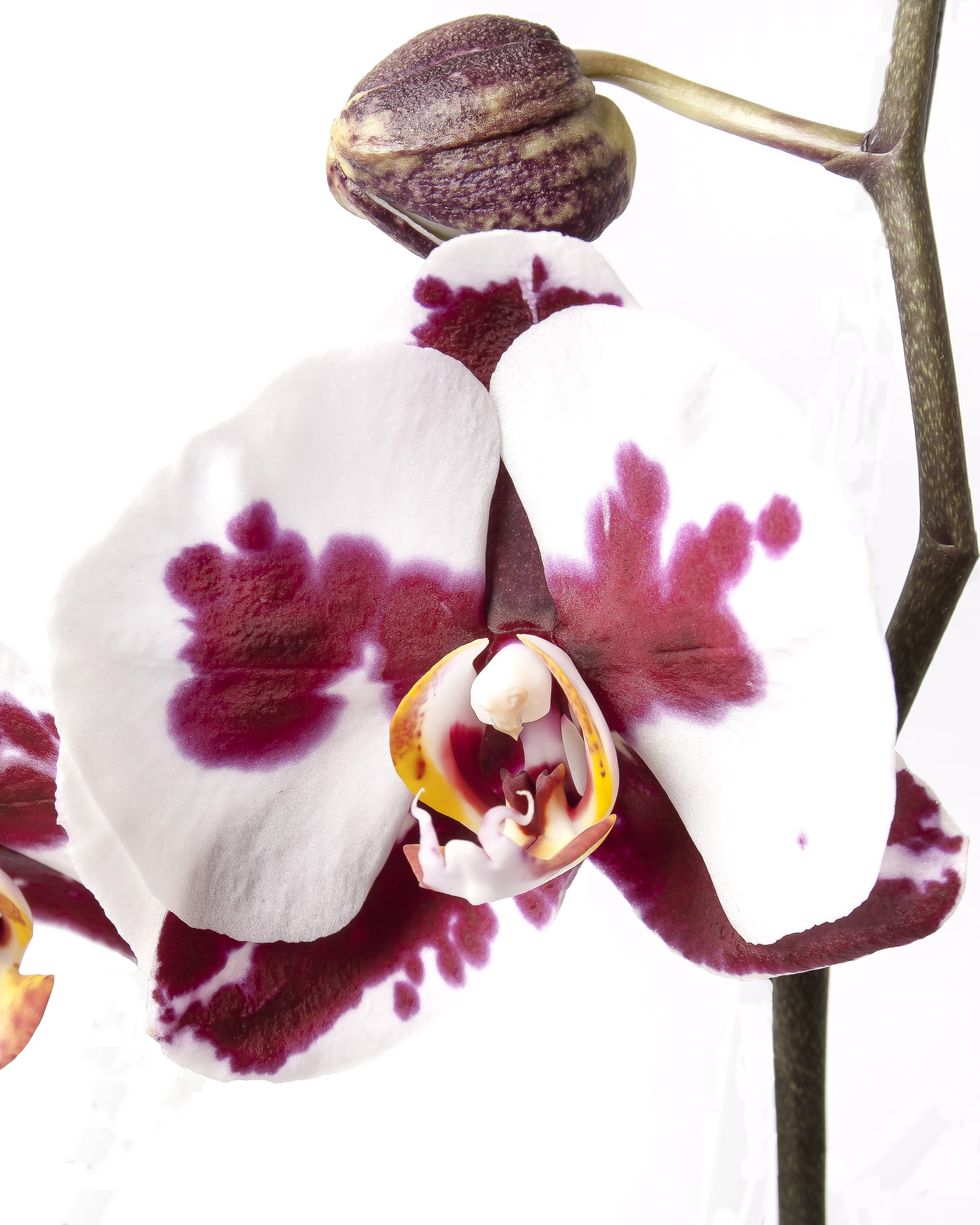 outdoors, plant, red, white background, kalaidoskop, orchid, flowering plant, close-up, day, flower head, pollen, phalaenopsis, 2K, photo, studio shot, Phone HD Wallpaper
