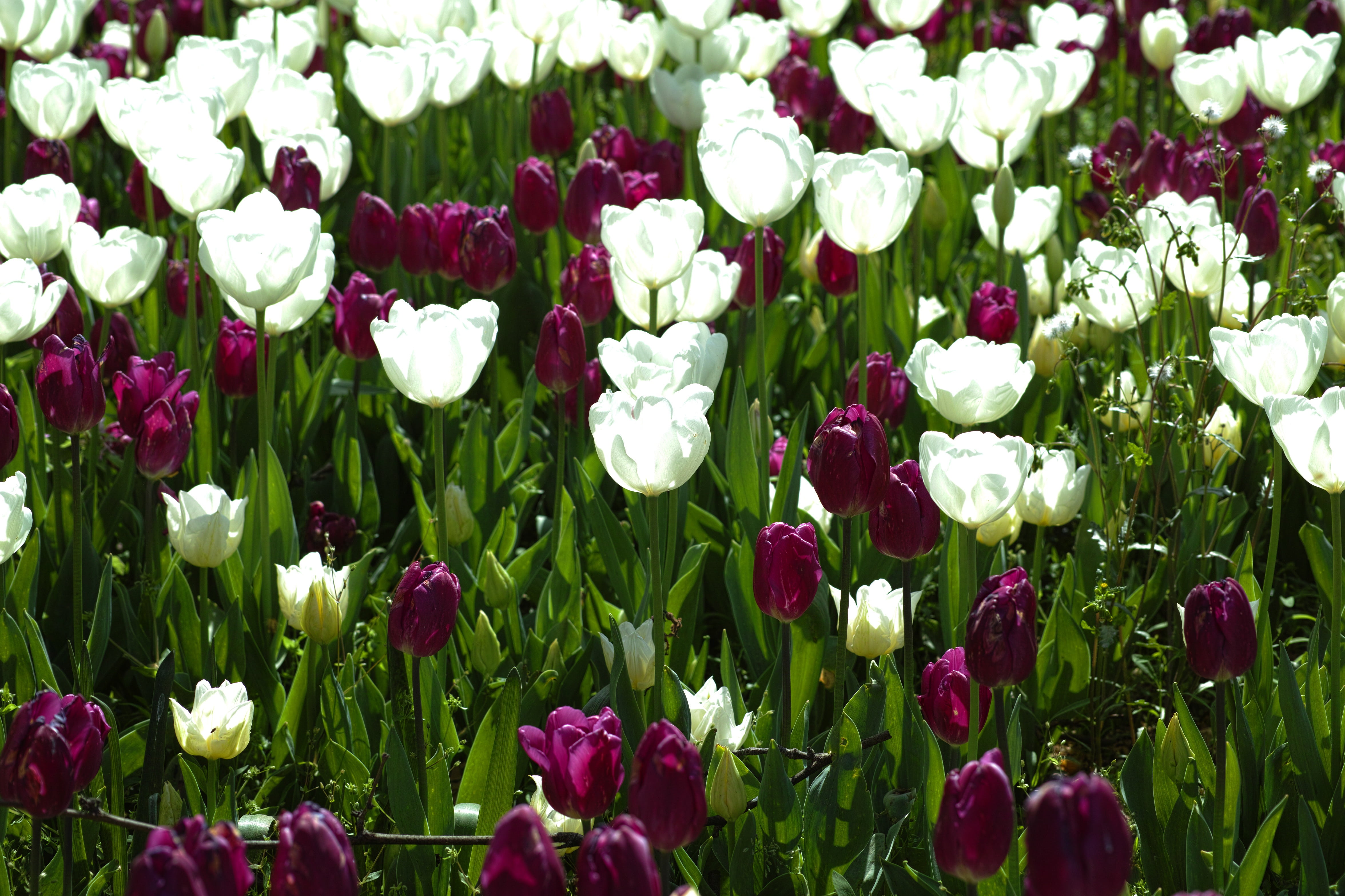 spring flowers, bed, peace, beauty in nature, land, vivid color, tulips, no people, green, summer, flower head, day, spring, background, great, flower picture, HD Wallpaper