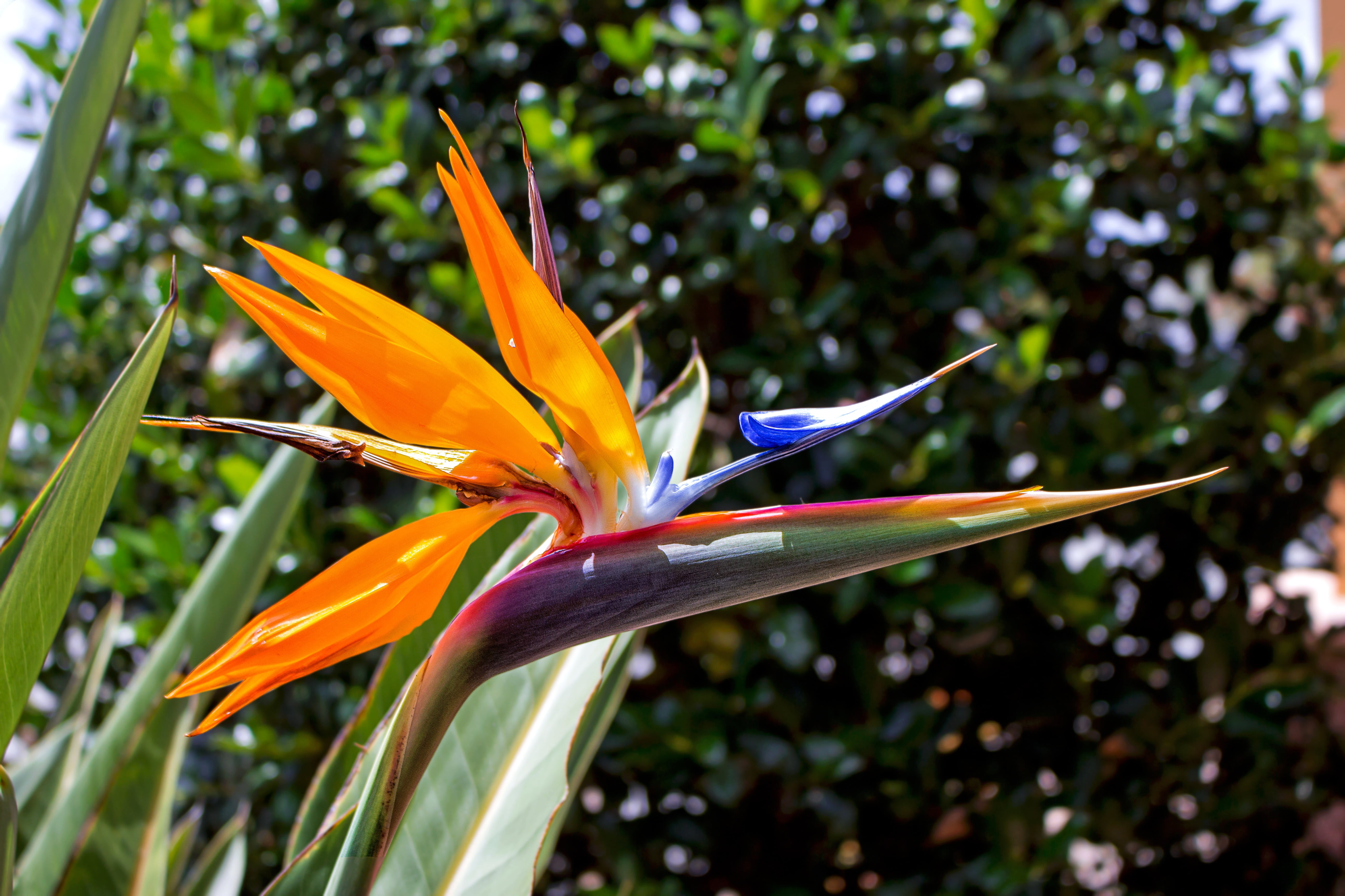 estrelicia, botany, nature, bird of paradise - plant, petal, 5K, birdlike flower, inflorescence, freshness, close-up, vulnerability, plant, growth, focus on foreground, HD Wallpaper