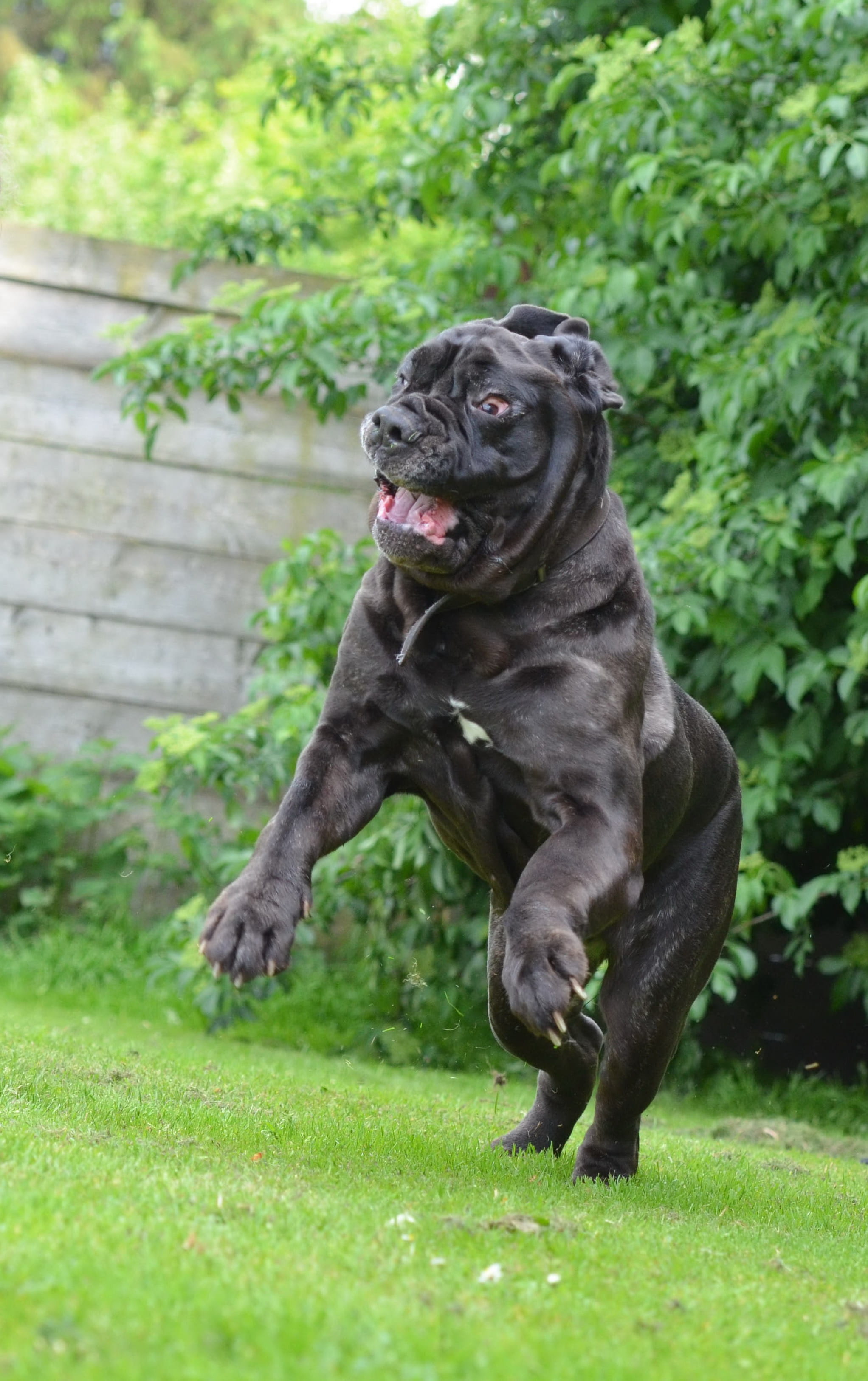 land, plant, dog, Mastino Napoletano, no people, large, animal themes, one animal, mammal, face, molosser, 2K, bizarre, pets, big dog, outdoors, animal, Phone HD Wallpaper