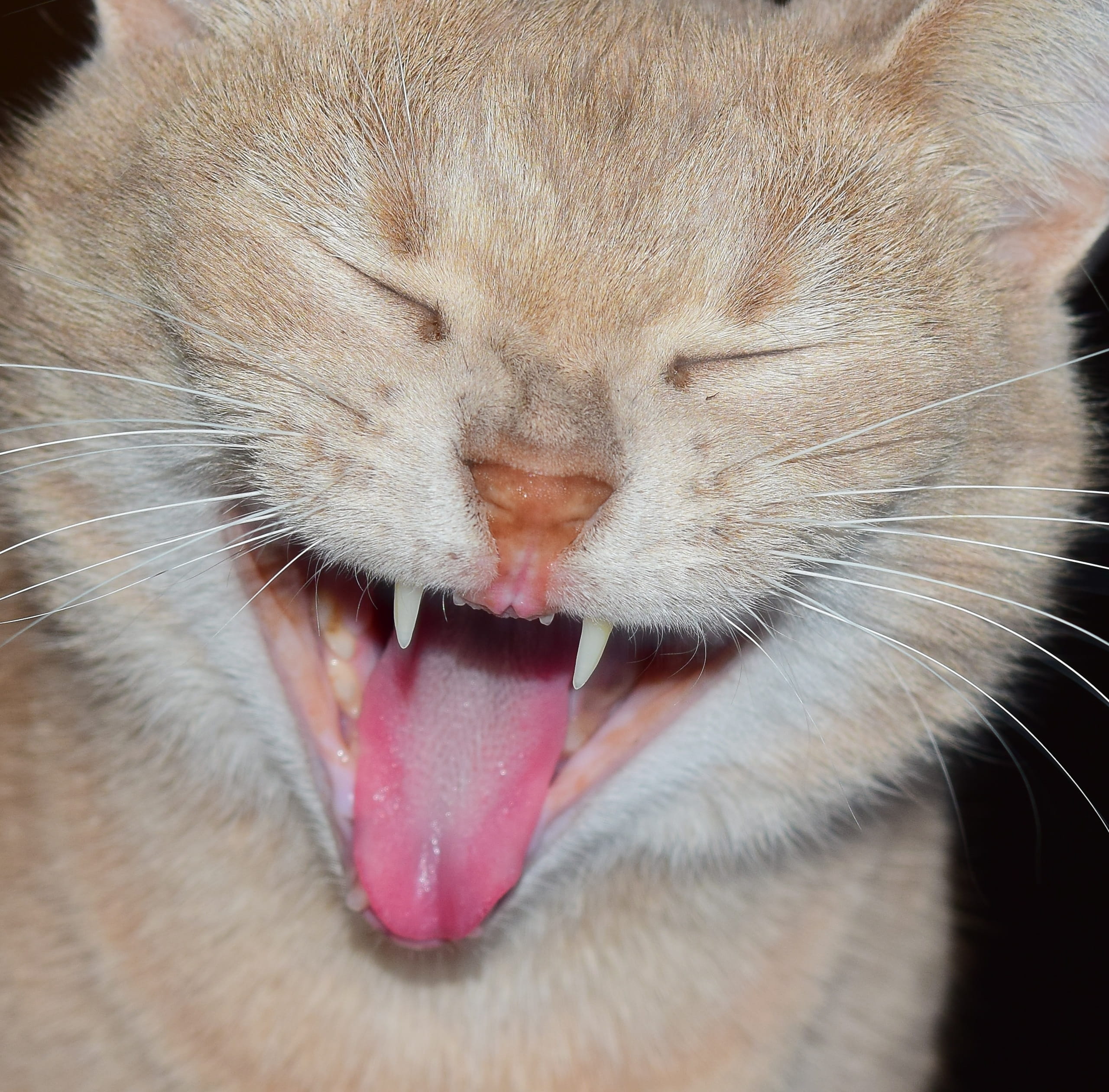 2K, cat face, pets, animal, mouth, mouth open, animal teeth, face, domestic cat, animal themes, crazy, eyes, head, animal head, close-up, whisker, mammal, HD Wallpaper