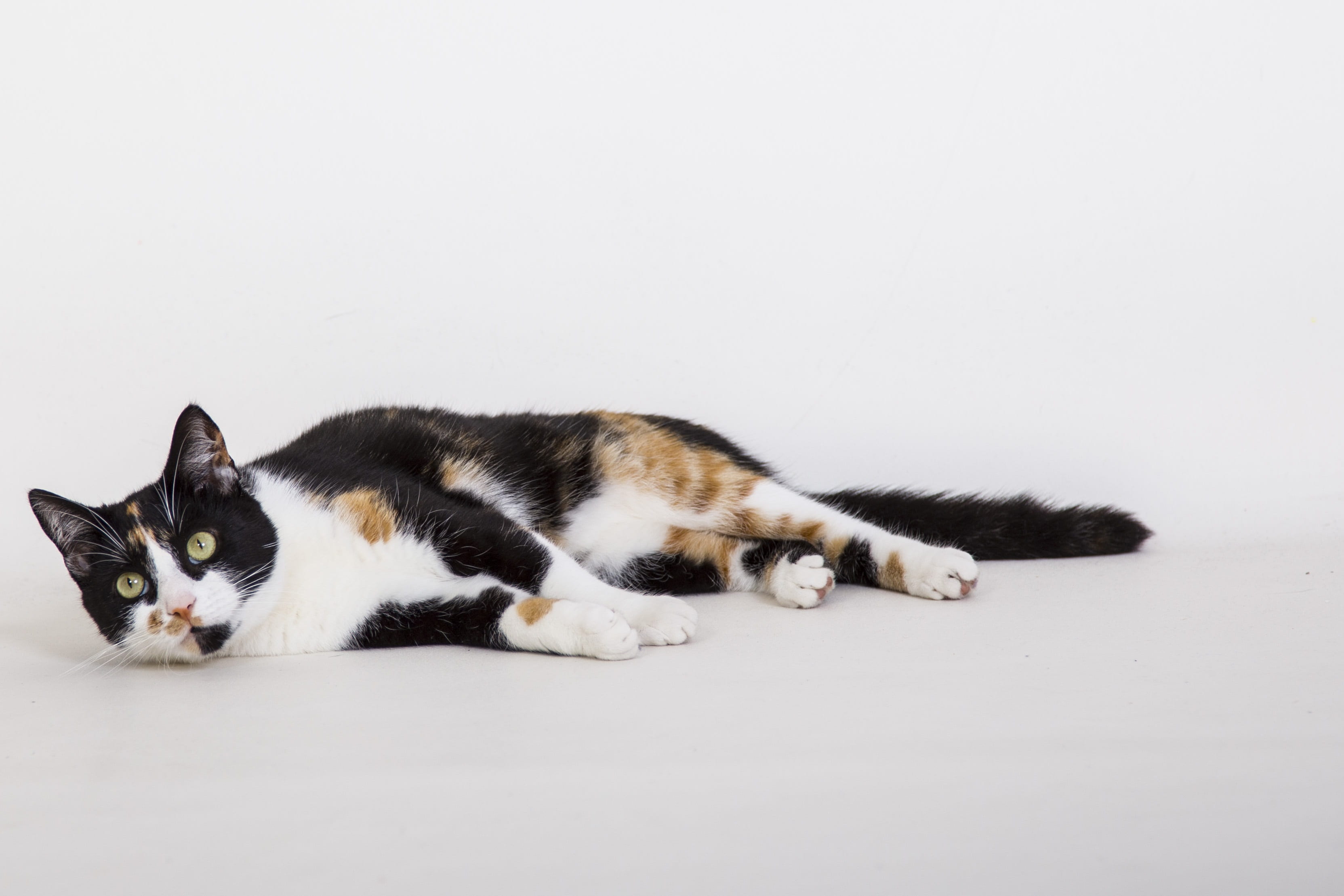 resting, animal, domestic, domestic cat, domestic animals, animal themes, no people, nature, young cat, vertebrate, relaxation, animals, pet, 2K, copy space, HD Wallpaper