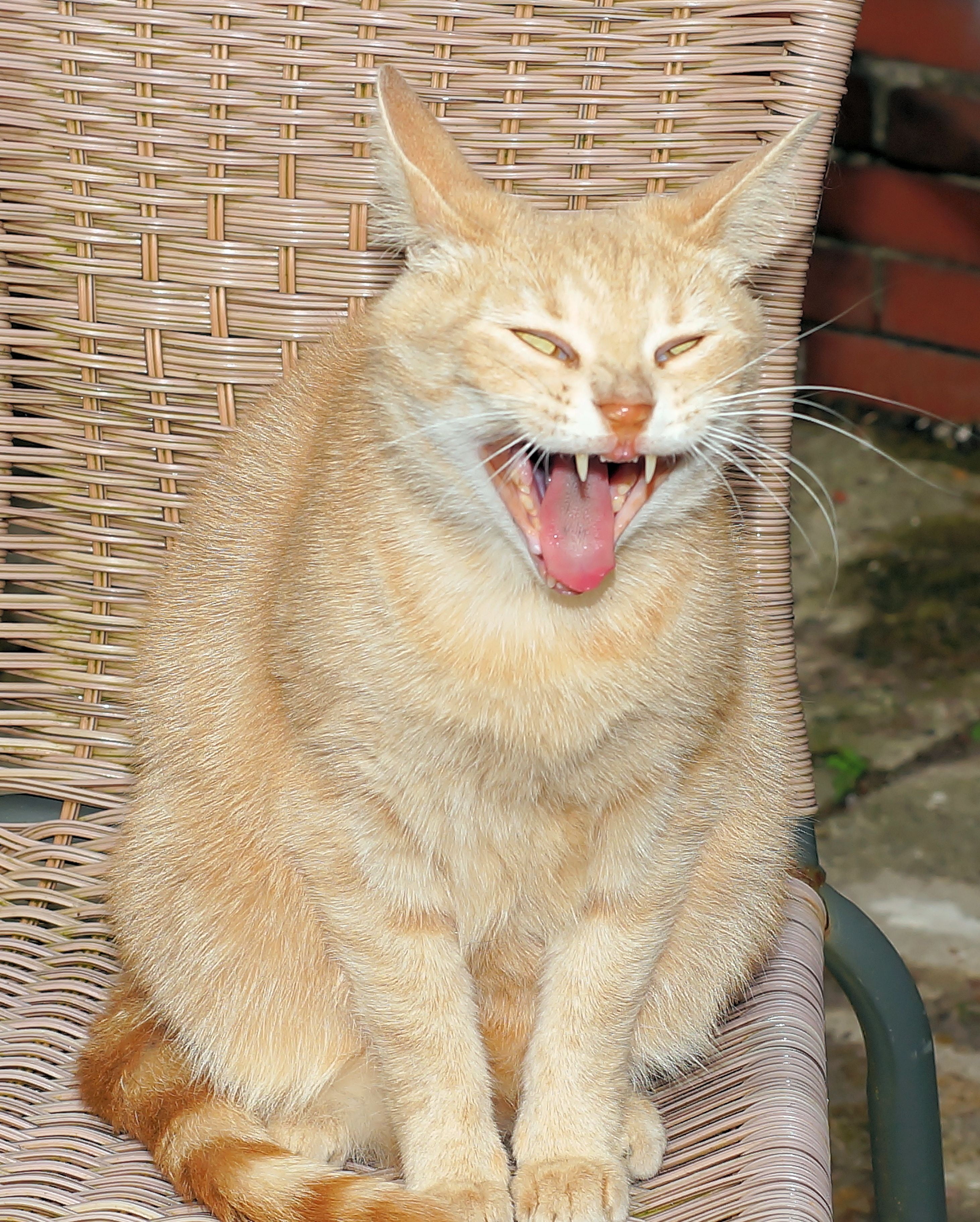 basket, chair, mieze, kitten, animal, cats eyes, mouth open, 2K, domestic Cat, crazy, yawning, mouth, tabby, sitting, cute, pride, female, feline, facial expression, Phone HD Wallpaper