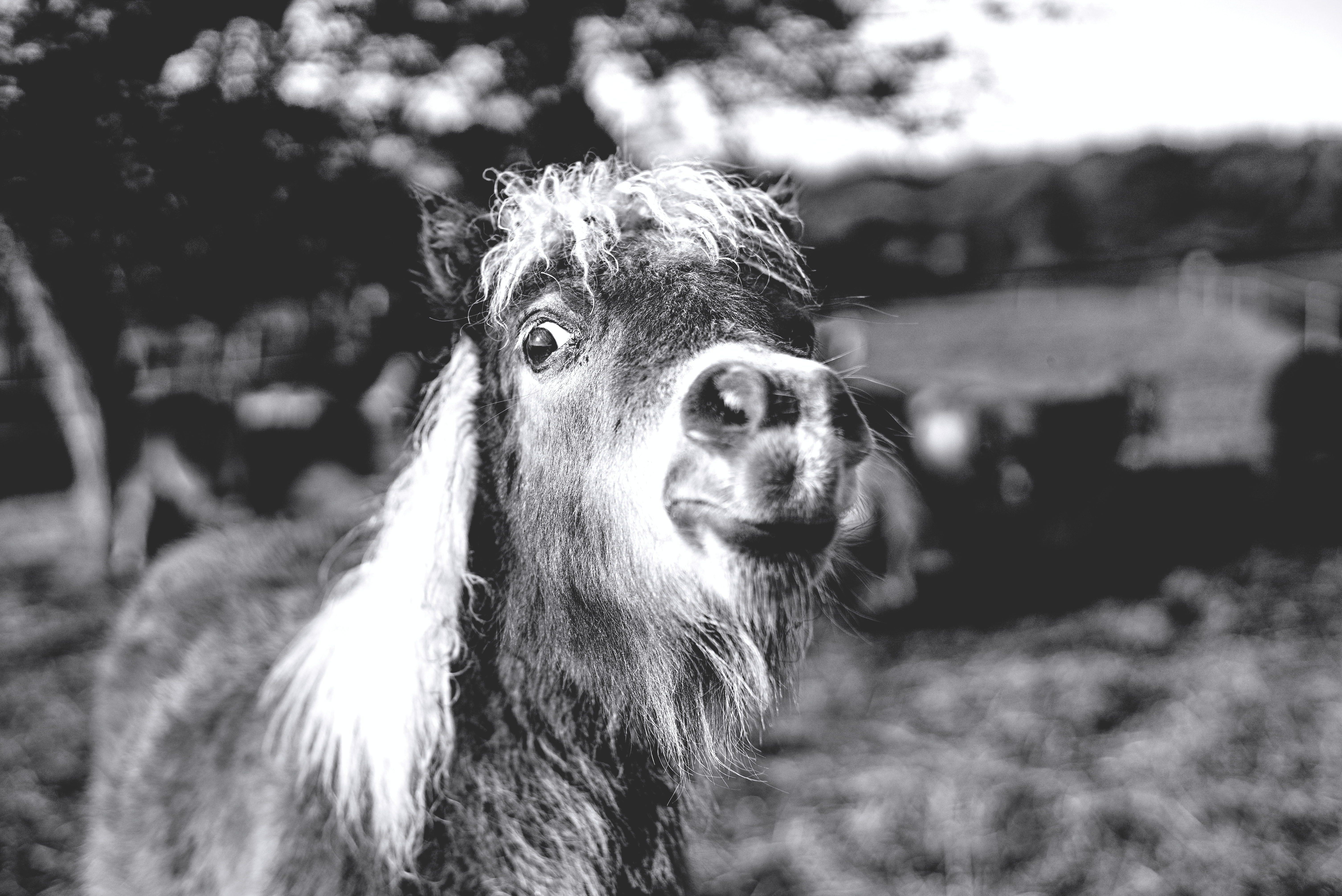 looking, black, crazy, white, eye, canine, bw, nose, animal body part, bandw, and, face, domestic, domestic animals, 5K, field, herbivorous, pets, livestock, HD Wallpaper