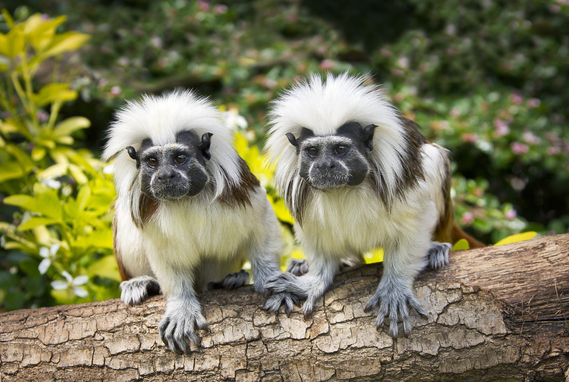 small, group of animals, Monkeys, no people, looking at camera, canine, Monkey, domestic, focus on foreground, animal, vertebrate, lap dog, domestic animals, HD Wallpaper