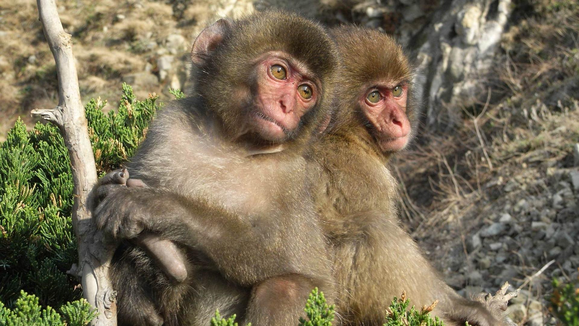 animals, cute, primates, 1080P, nature, gorilla, baby monkies, monkey, wildlife, HD Wallpaper