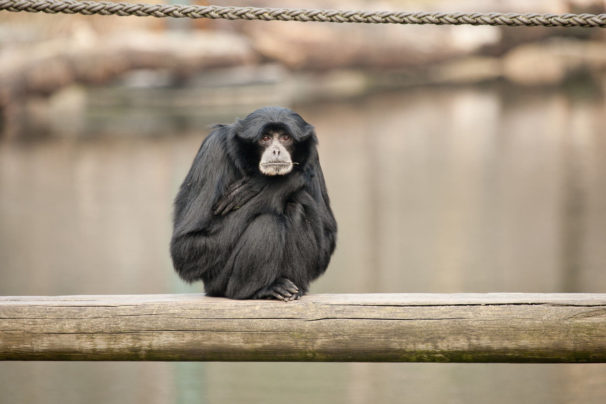 Siamang, 1080P, monkey, primates, monkeys, animals, HD Wallpaper