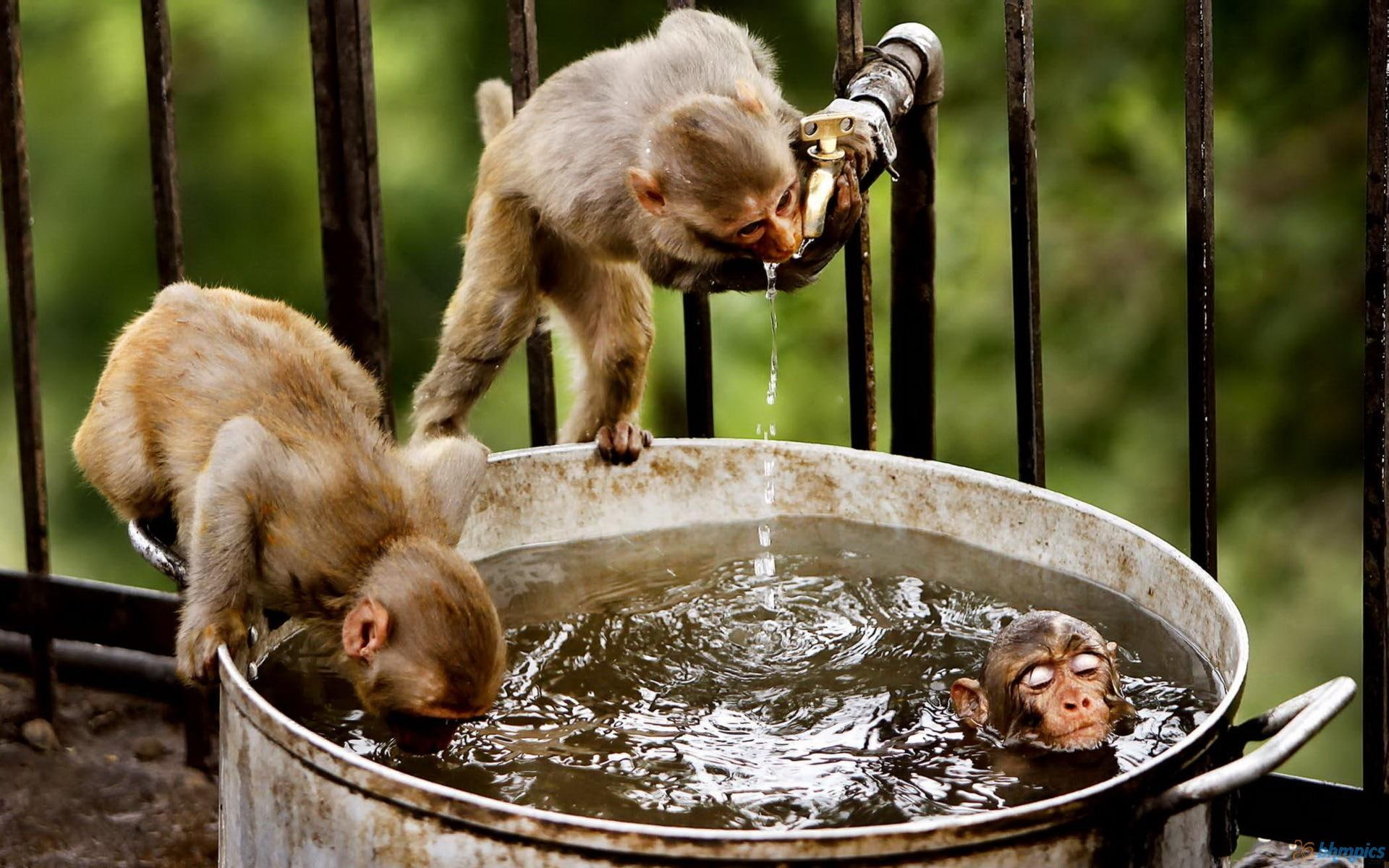primates, water, animals, brown, monkeys, three, 1080P, HD Wallpaper