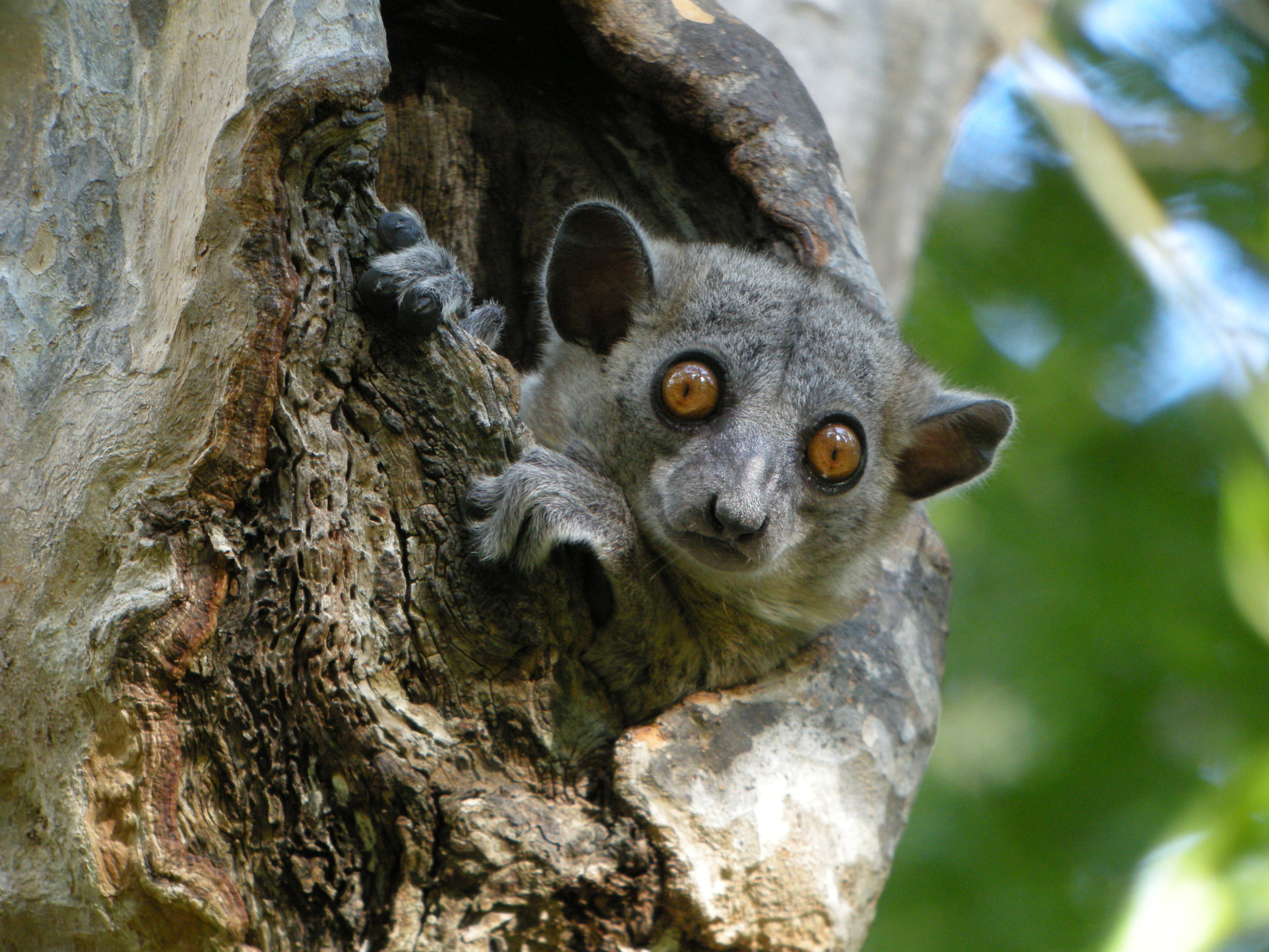 4K, lemur, madagascar, primate, HD Wallpaper