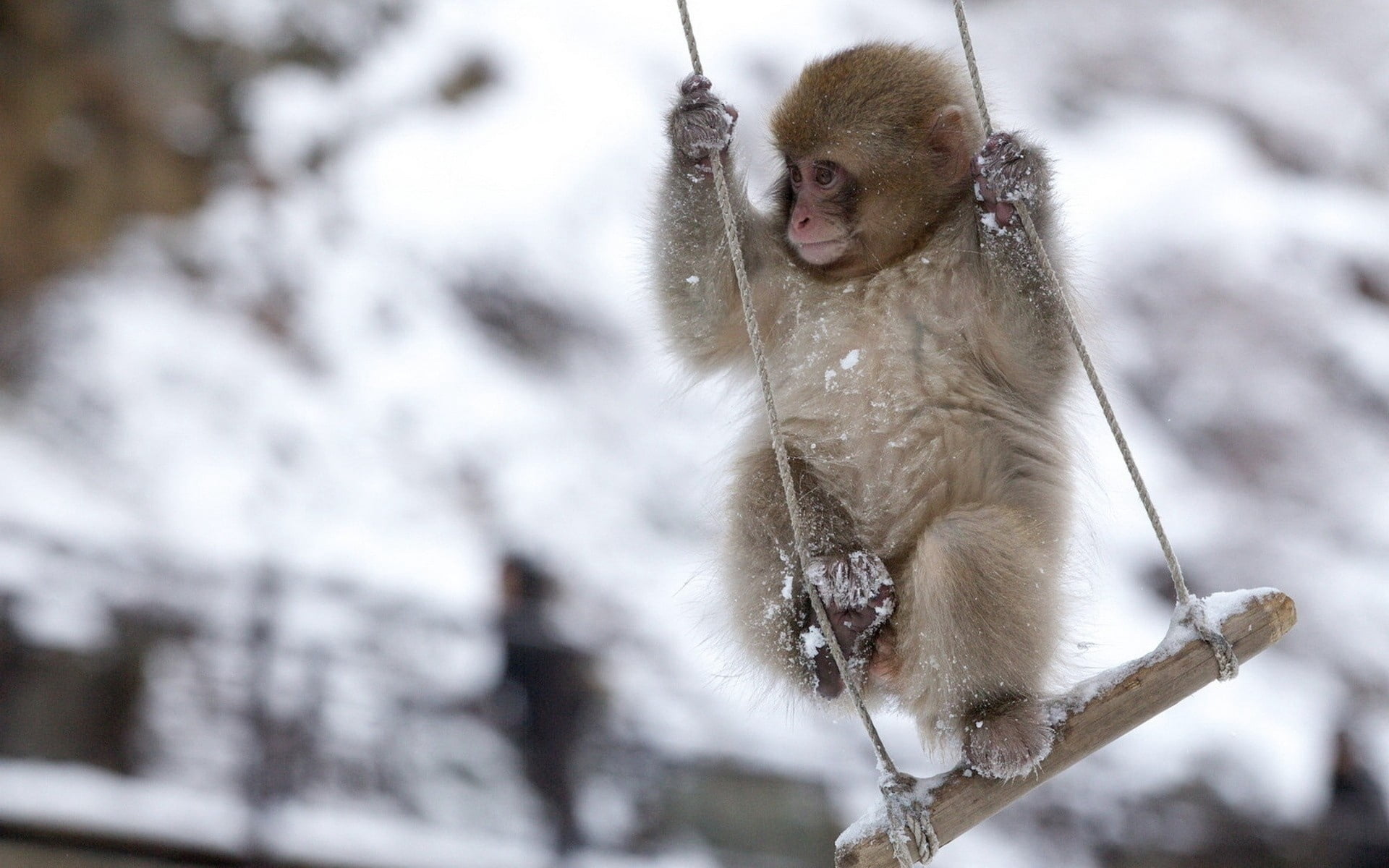 one animal, no people, 1080P, monkey, primate, baboon, nature, animals In The Wild, day, family, branch, cold temperature, wildlife, eating, swing, young Animal, HD Wallpaper