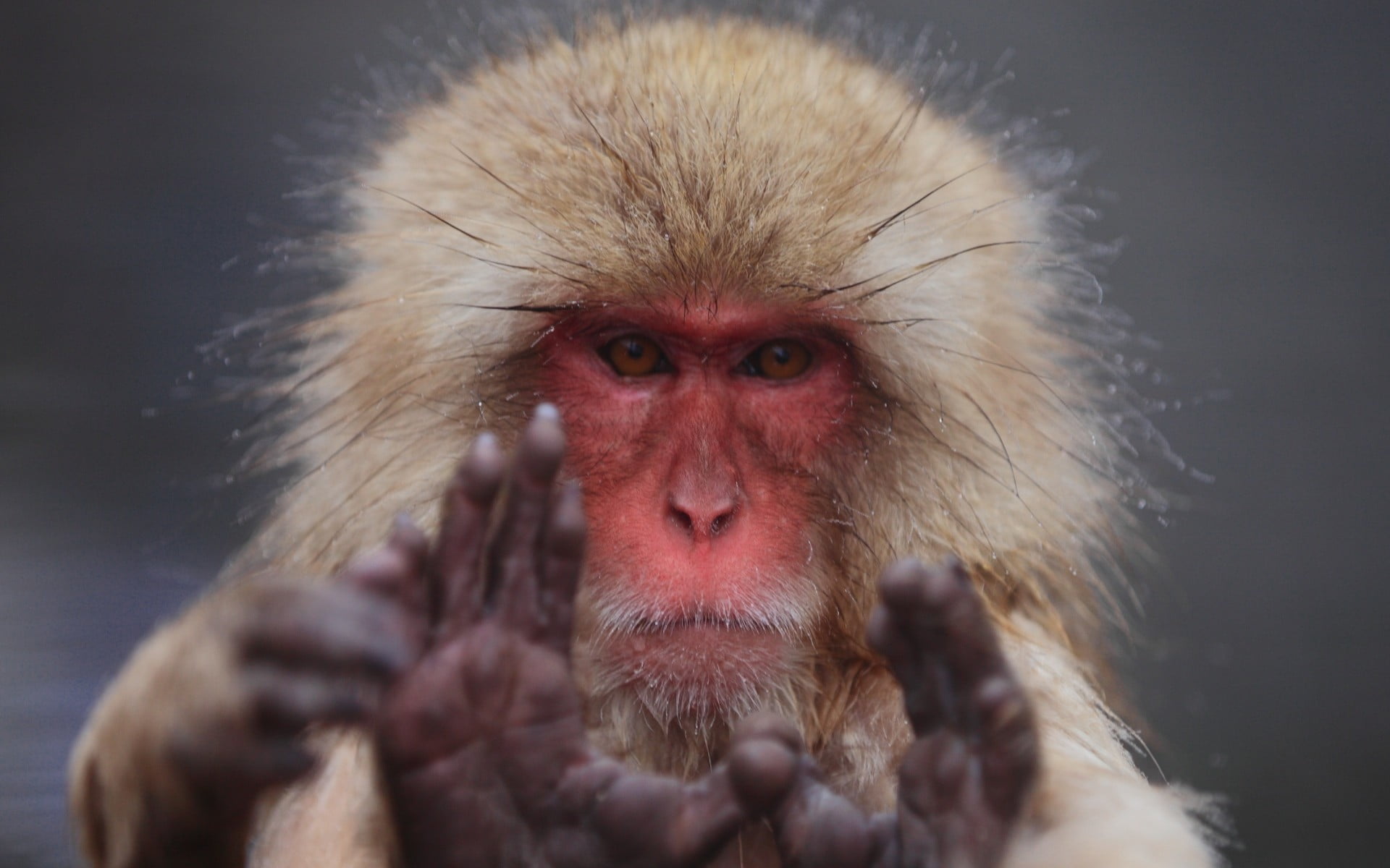 primate, looking at viewer, animals, brown, animal themes, animals in the wild, baboon, animal wildlife, one animal, animal body part, hair, animal hair, HD Wallpaper