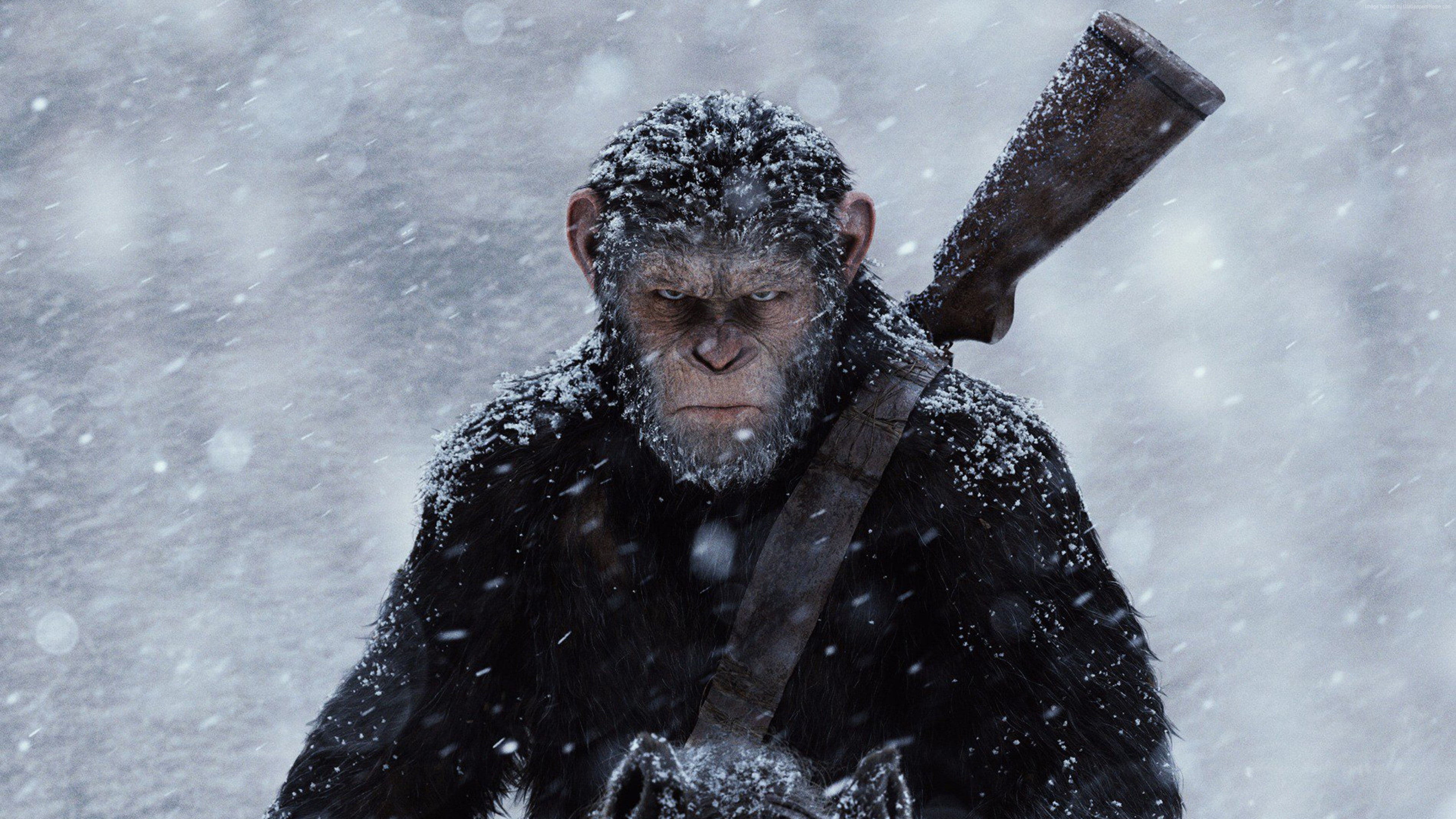 4K, 4k, War for the Planet of the Apes, ape, HD Wallpaper