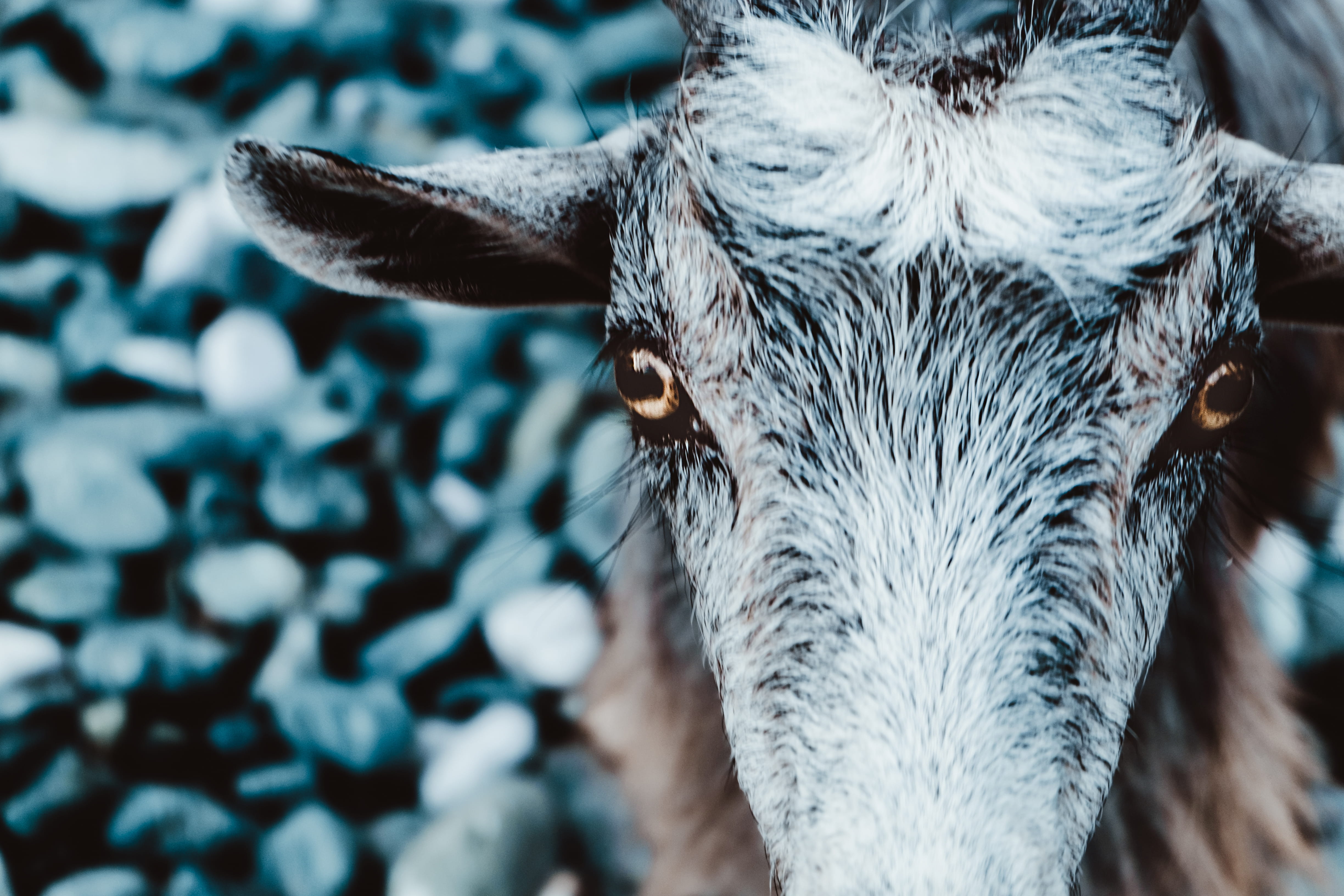 4K, domestic animals, animal mouth, focus on foreground, domestic, animals in the wild, outdoors, pets, animal, animal themes, samothraki, day, greece, HD Wallpaper