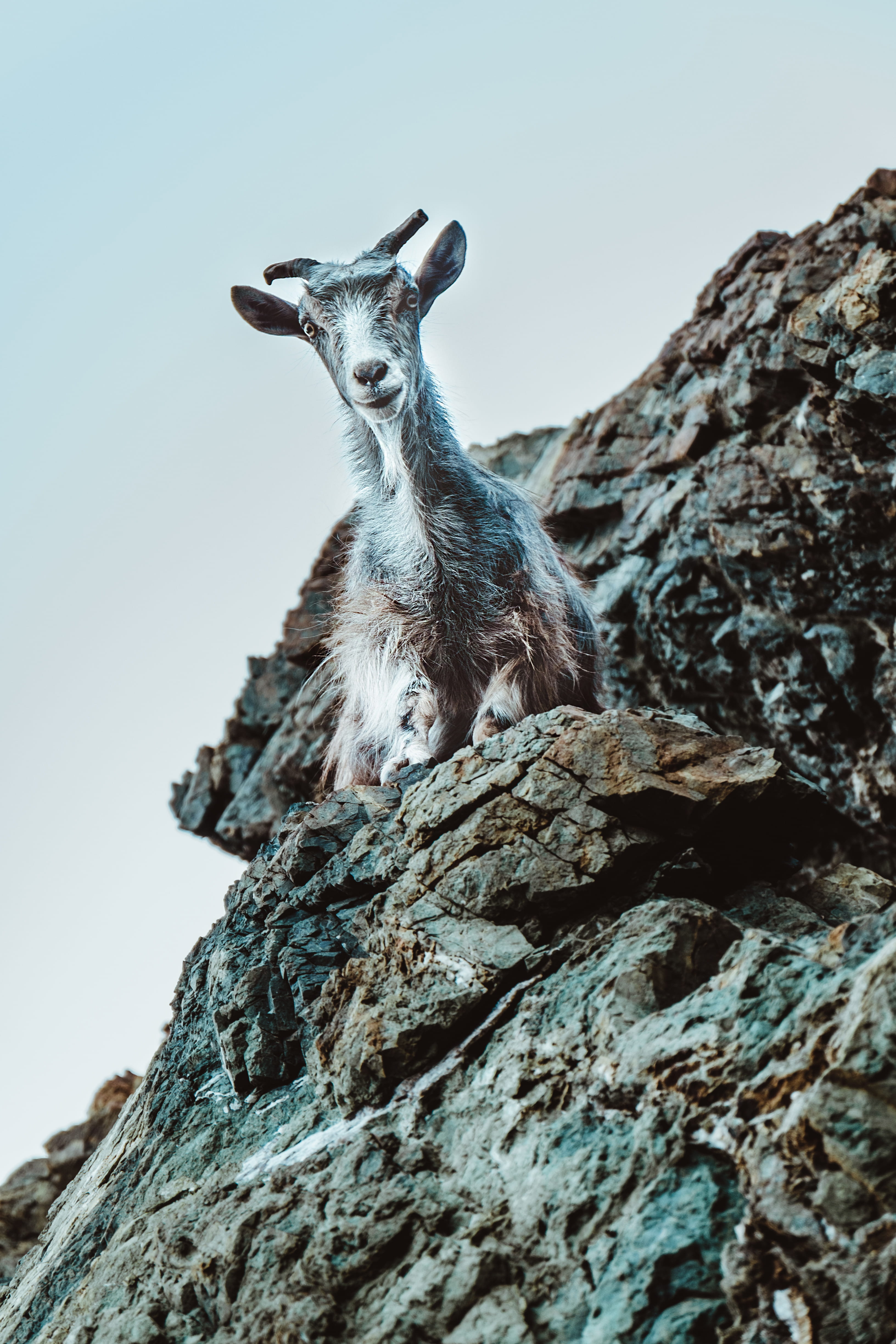 animal wildlife, one animal, greece, beach, formation, 4K, outdoors, goat, day, sky, sitting, animals in the wild, rock, solid, no people, samothrace, Phone HD Wallpaper