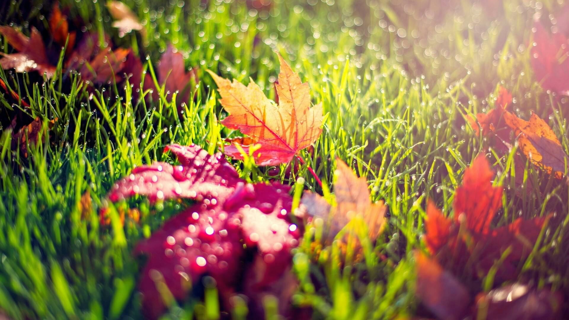 outdoors, selective focus, 1080P, autumn, day, nature, vulnerability, leaves, grass, beauty in nature, freshness, maple leaf, colorful, springtime, green color, HD Wallpaper
