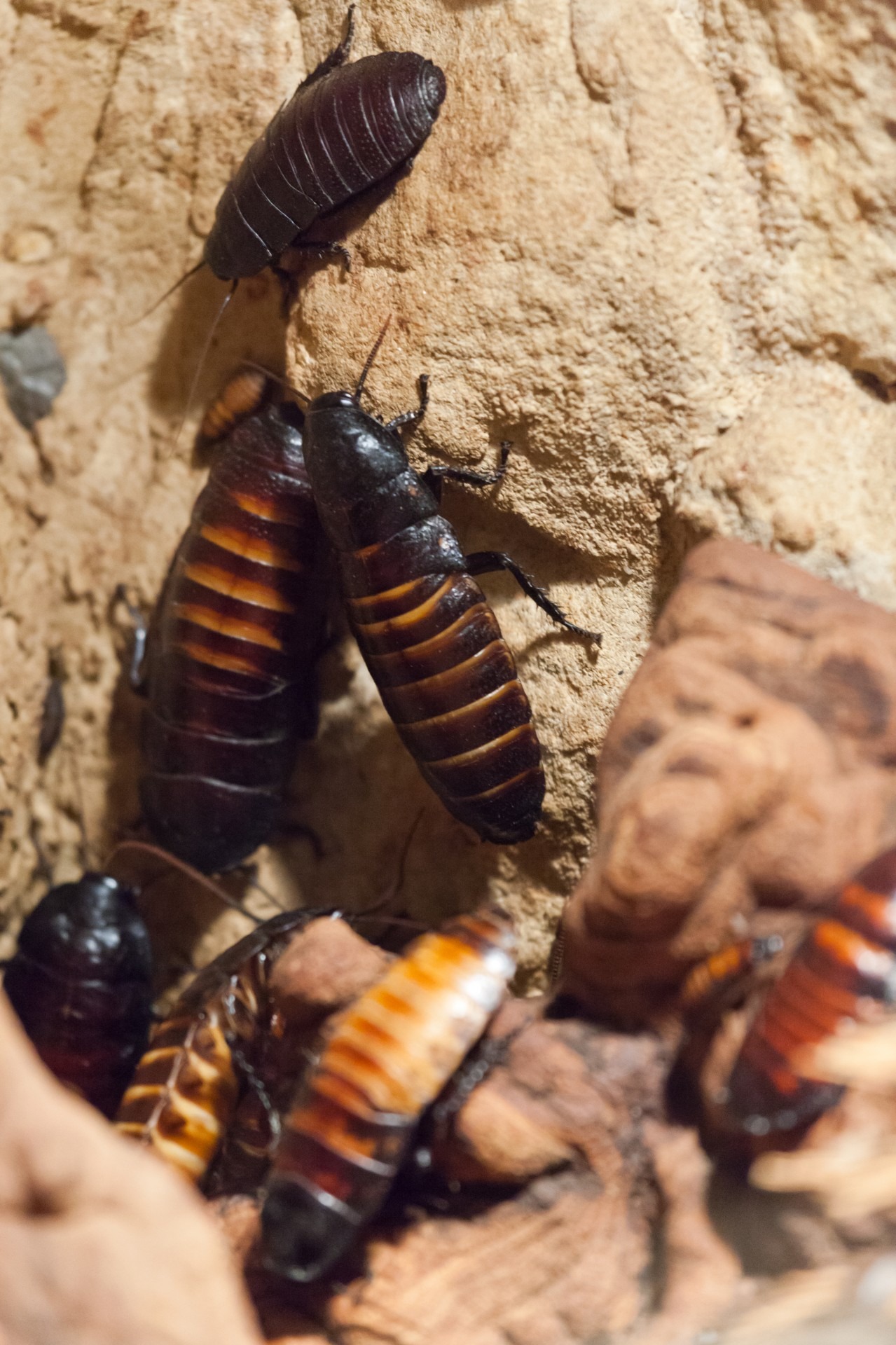 high angle view, pest, human hand, roach, cockroaches, people, beetle, invertebrate, animals, day, arthropod, group of animals, cockroach, outdoors, animal, Phone HD Wallpaper