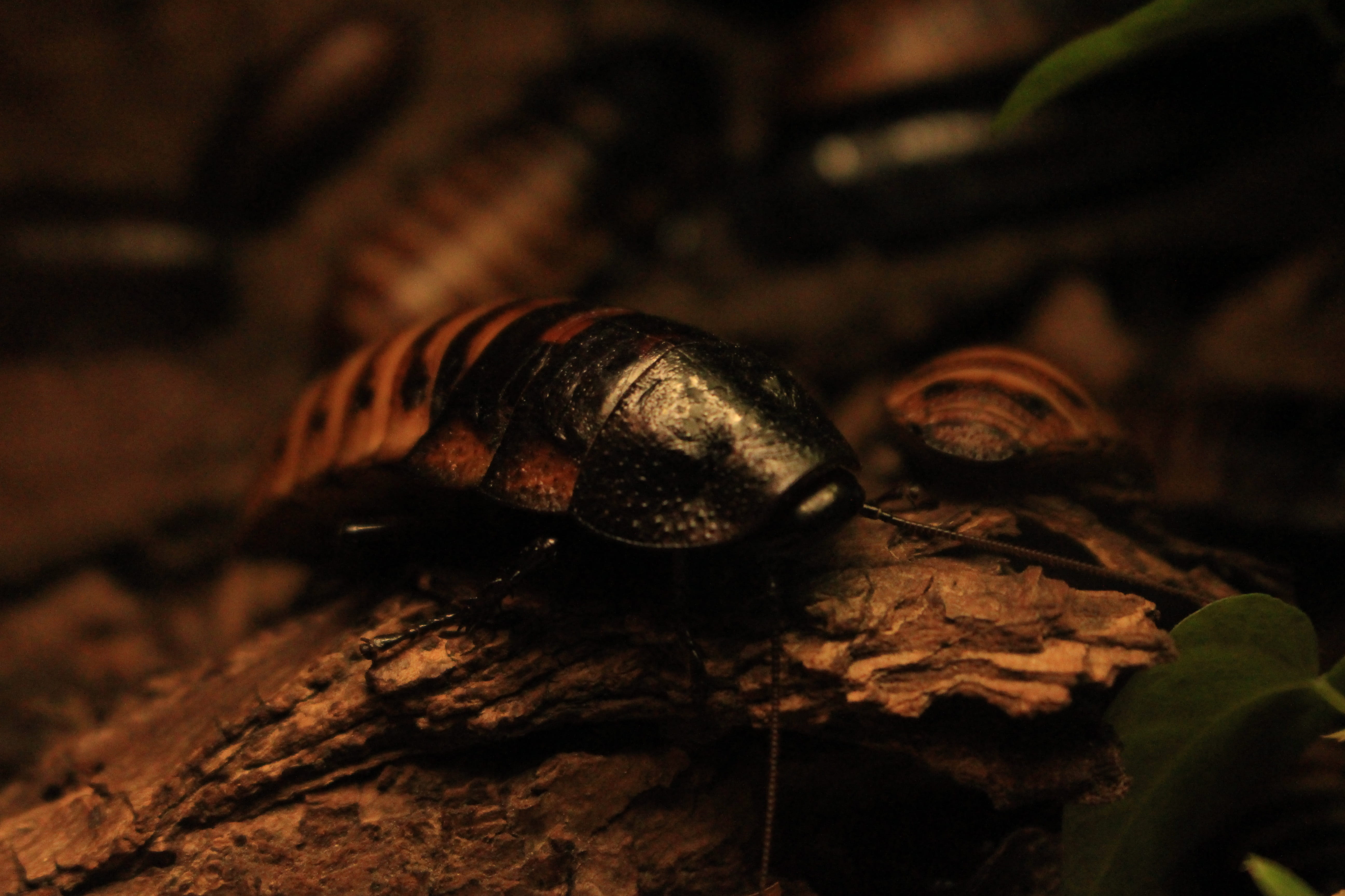 wood - material, close-up, animal shell, crawling, zoo, invertebrate, disgust, night, no people, animal body part, tree, cockroach, reptile, animal themes, HD Wallpaper